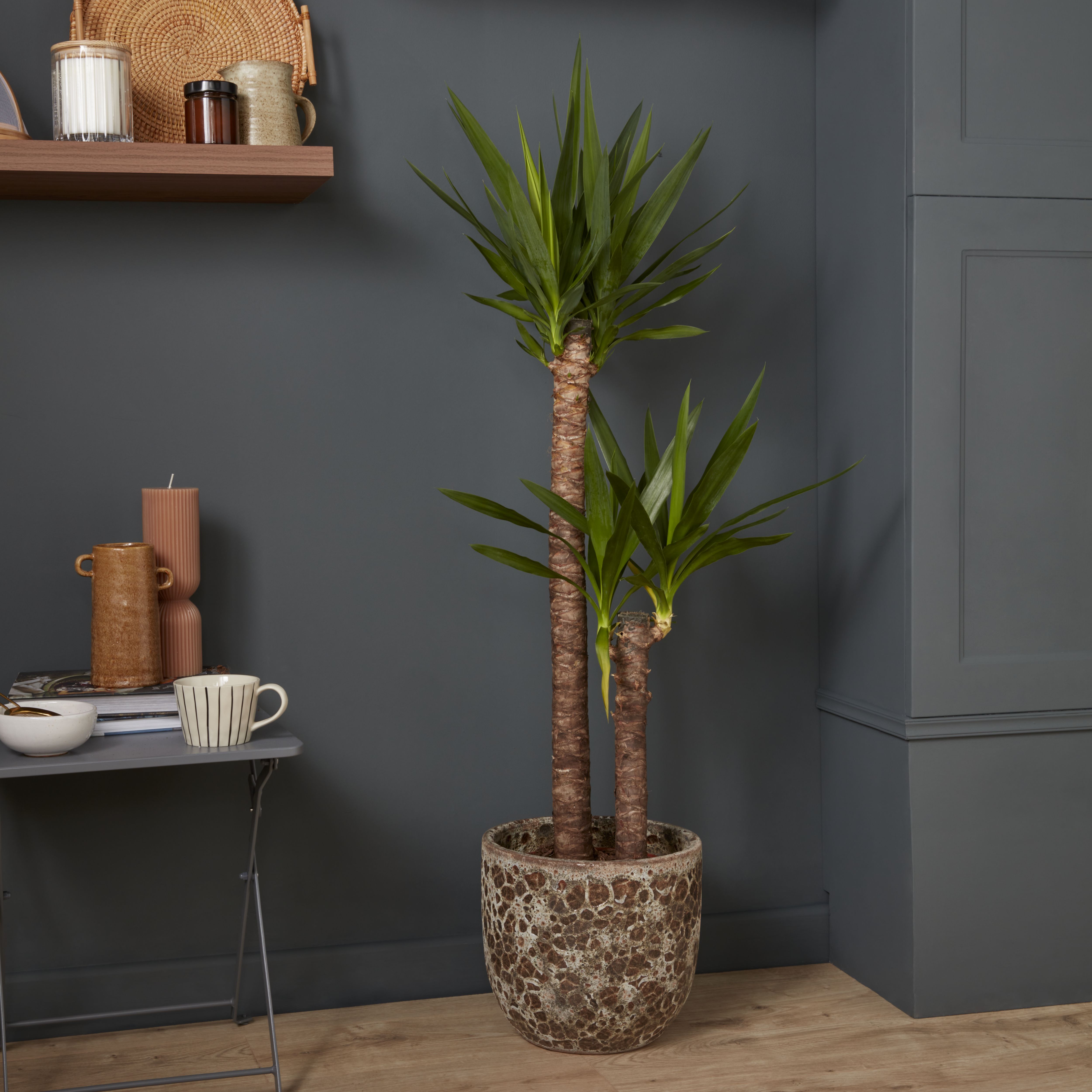 Verve Yucca in Terracotta Plastic Grow pot 24cm
