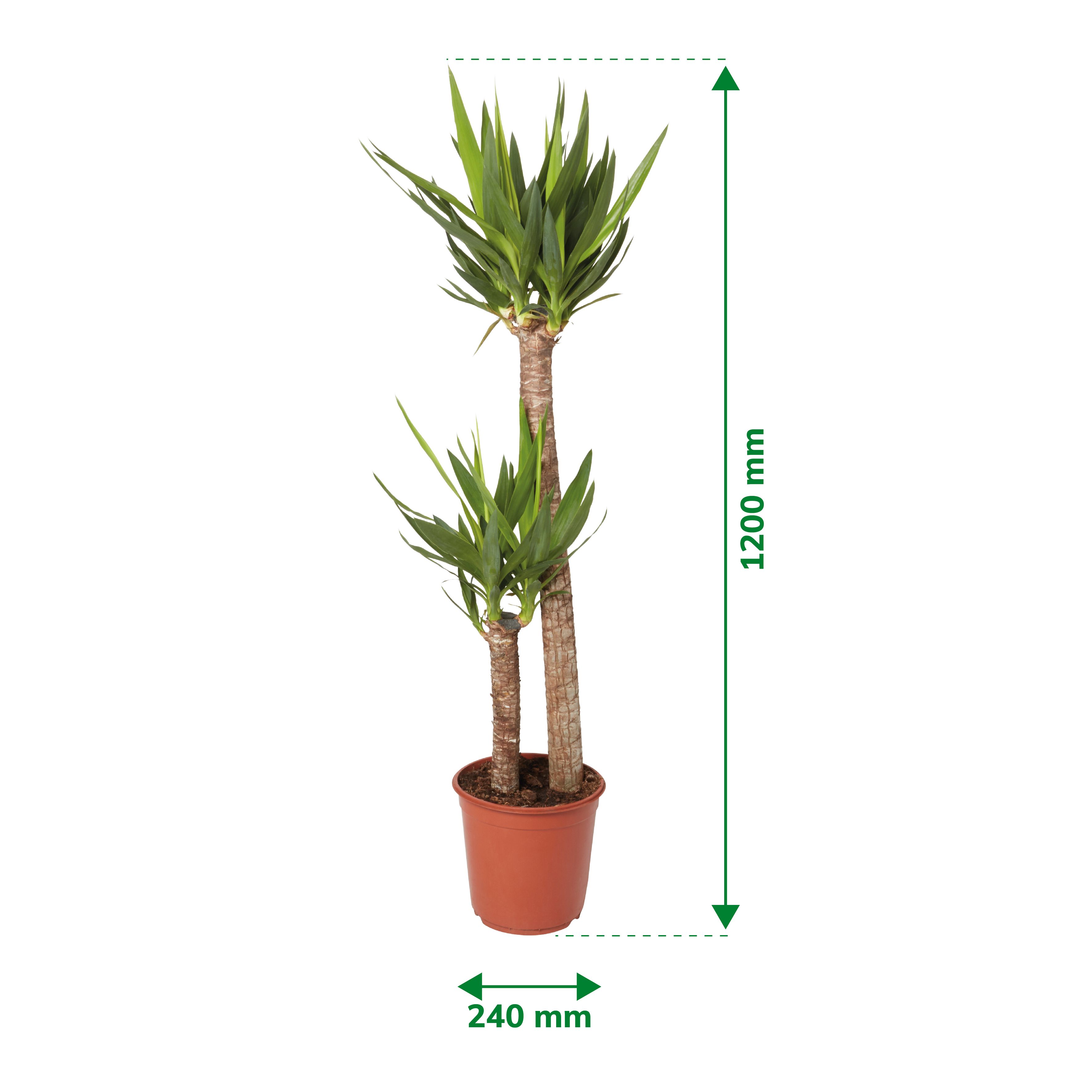 Verve Yucca in Terracotta Plastic Grow pot 24cm