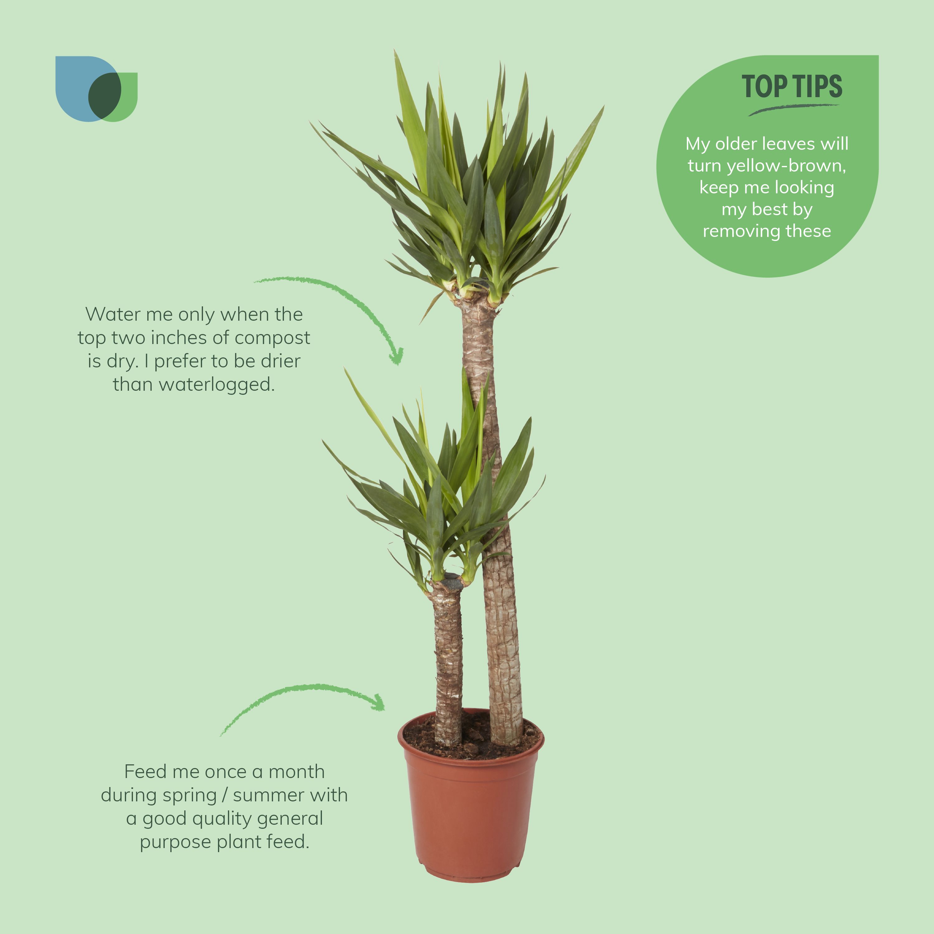 Verve Yucca in Terracotta Plastic Grow pot 24cm