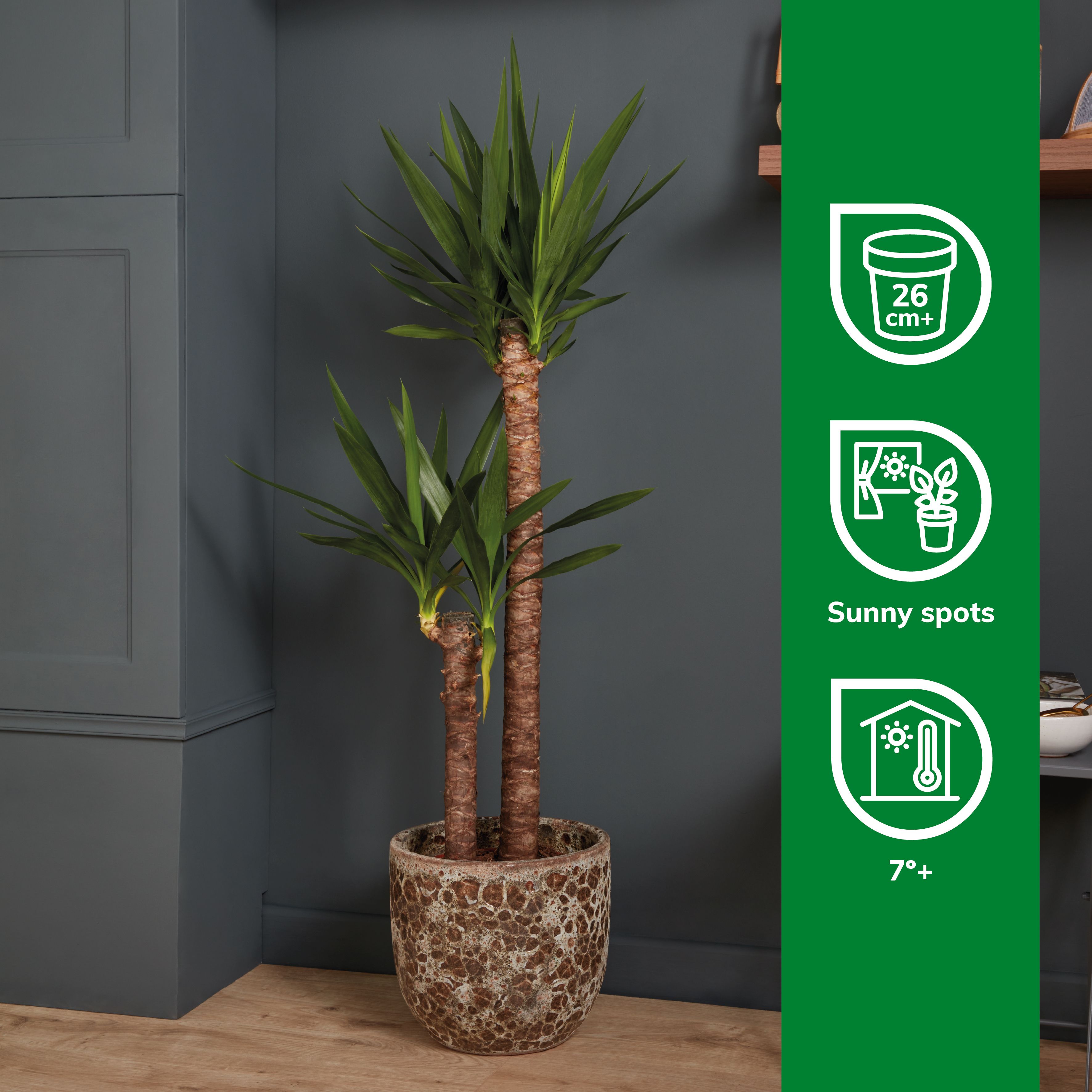 succulent planter hanging Succulent Hanging Basket 3-pack: Trailing Succulents - Easy Plant Care -  (3.5
