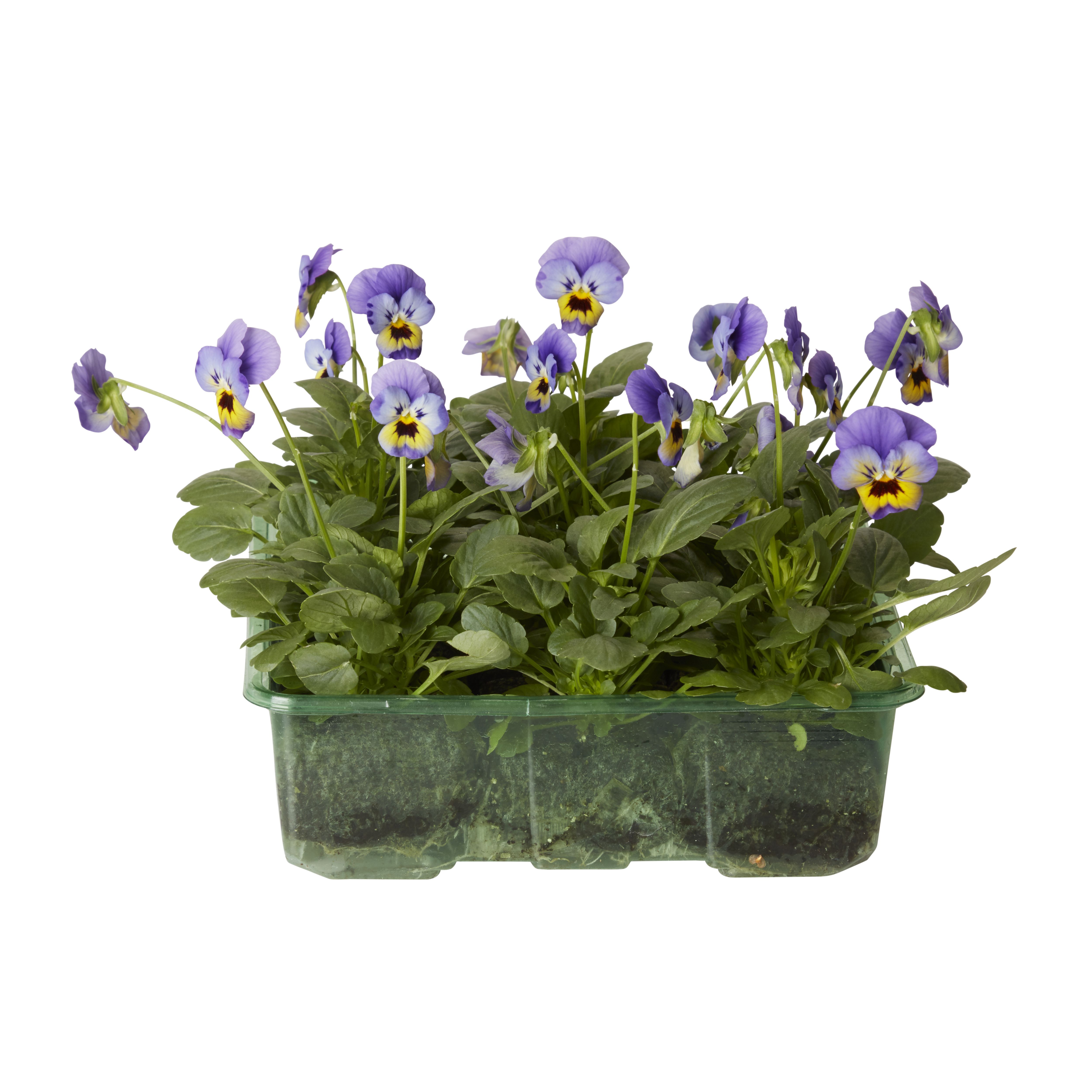 Viola Autumn Bedding plant, Pack of 9