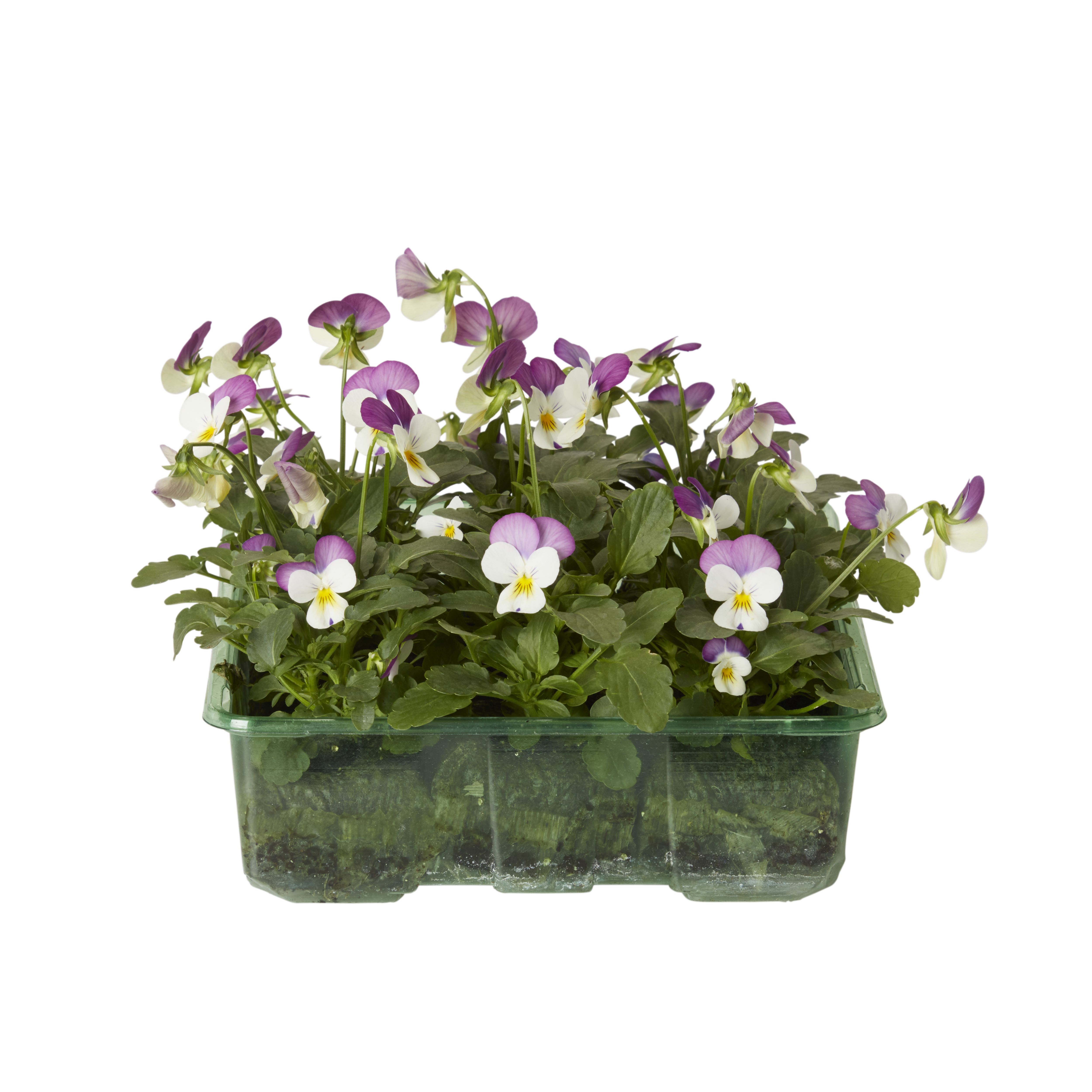 Viola Autumn Bedding plant, Pack of 9
