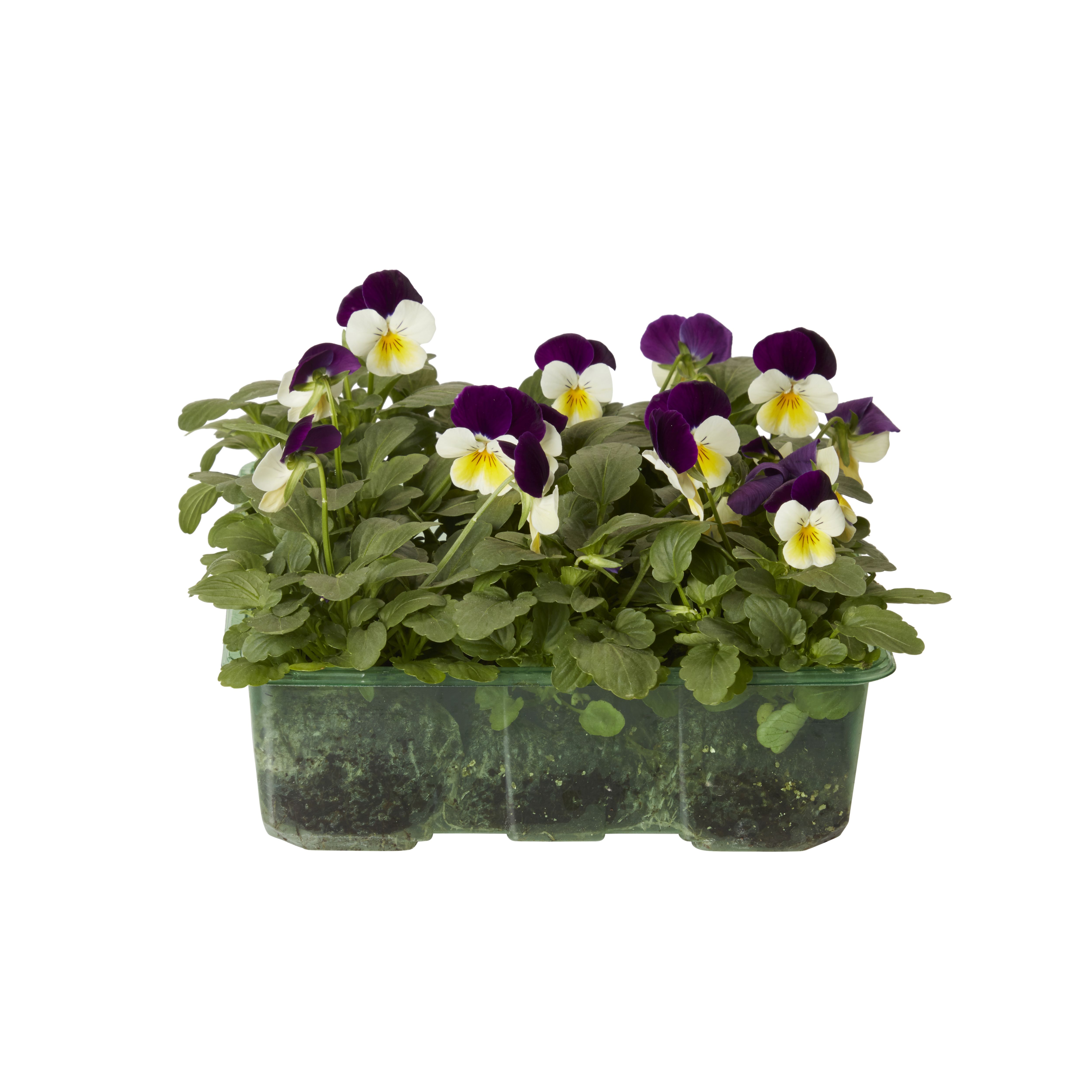 Viola Autumn Bedding plant, Pack of 9