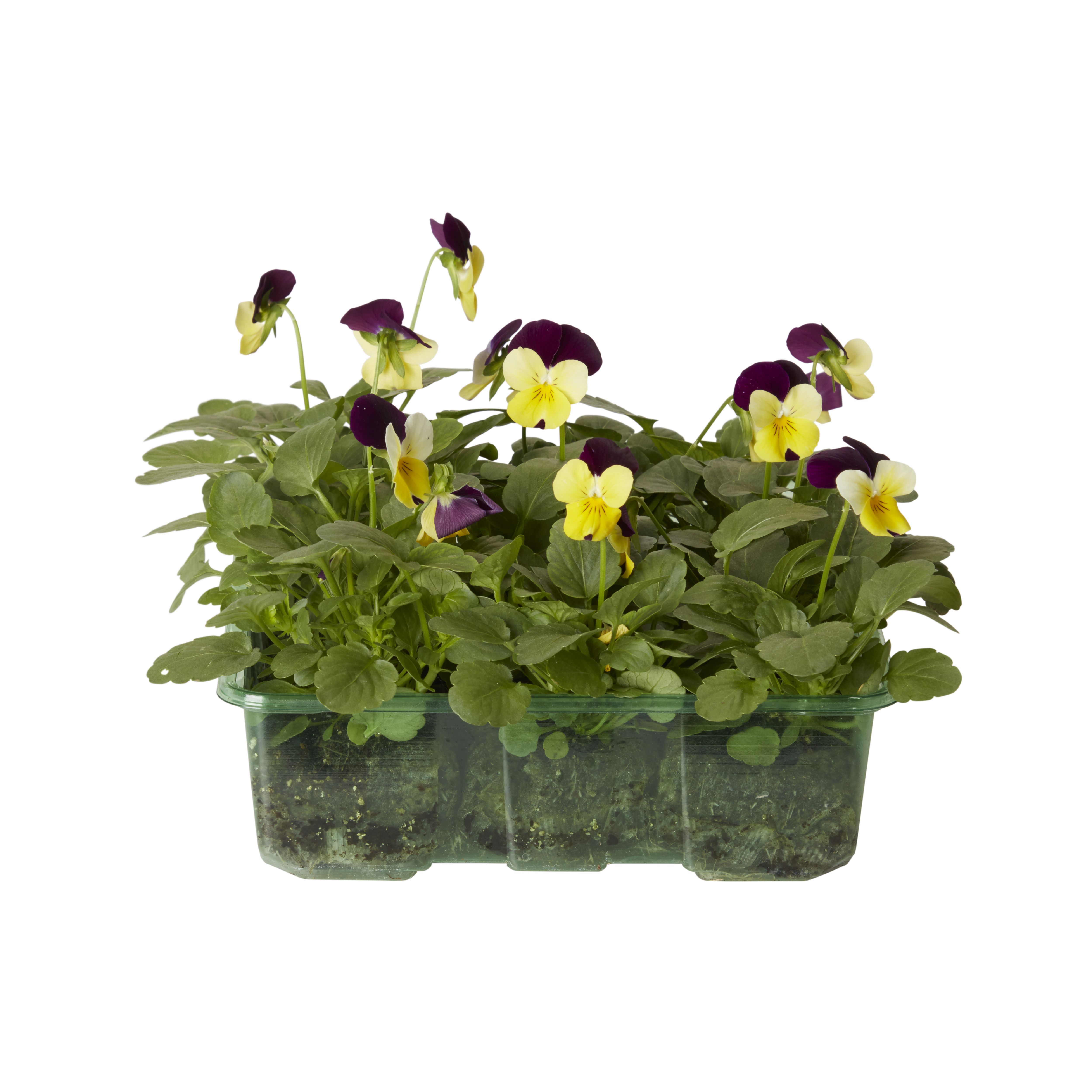 Viola Autumn Bedding plant, Pack of 9