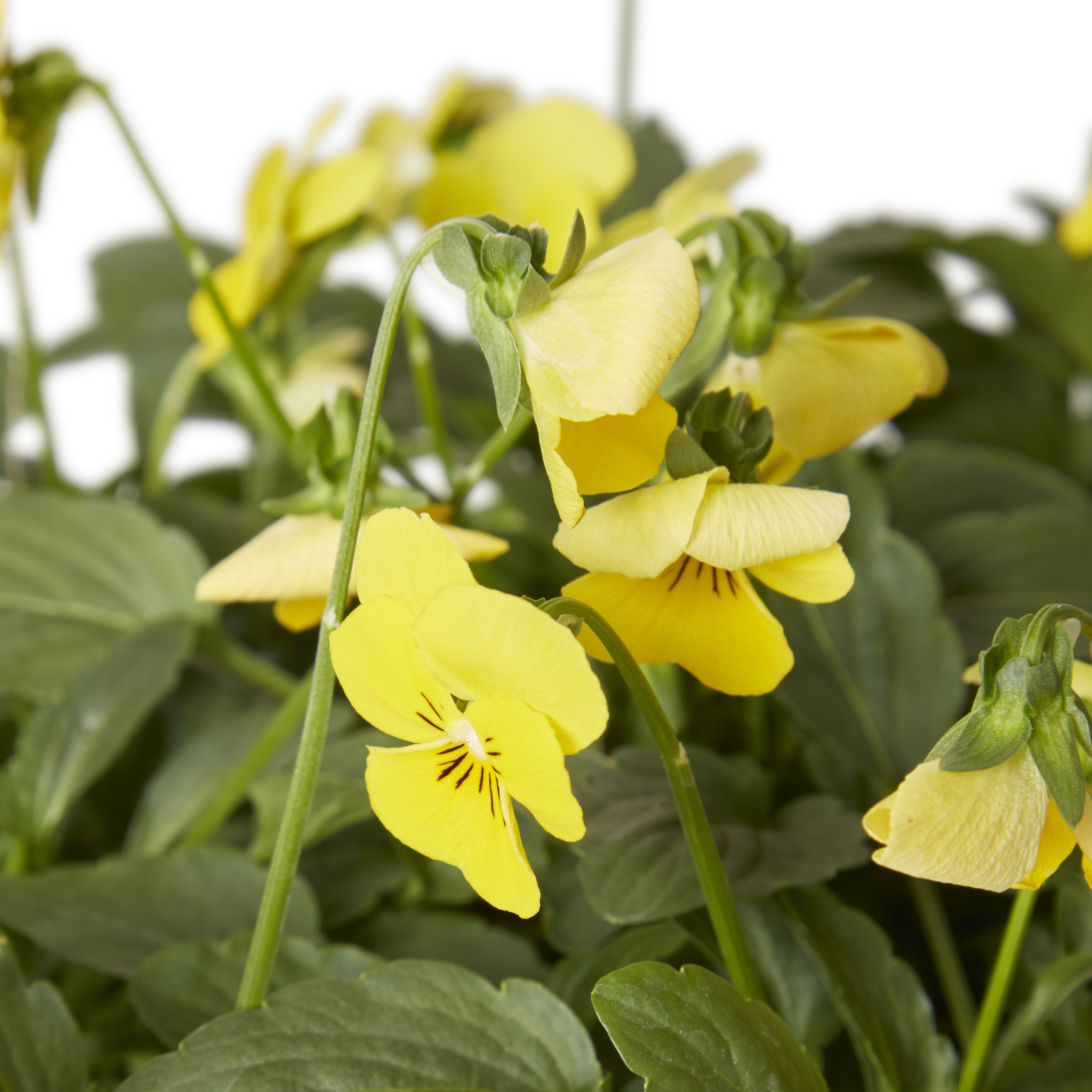 Viola Autumn Bedding plant, Pack of 9