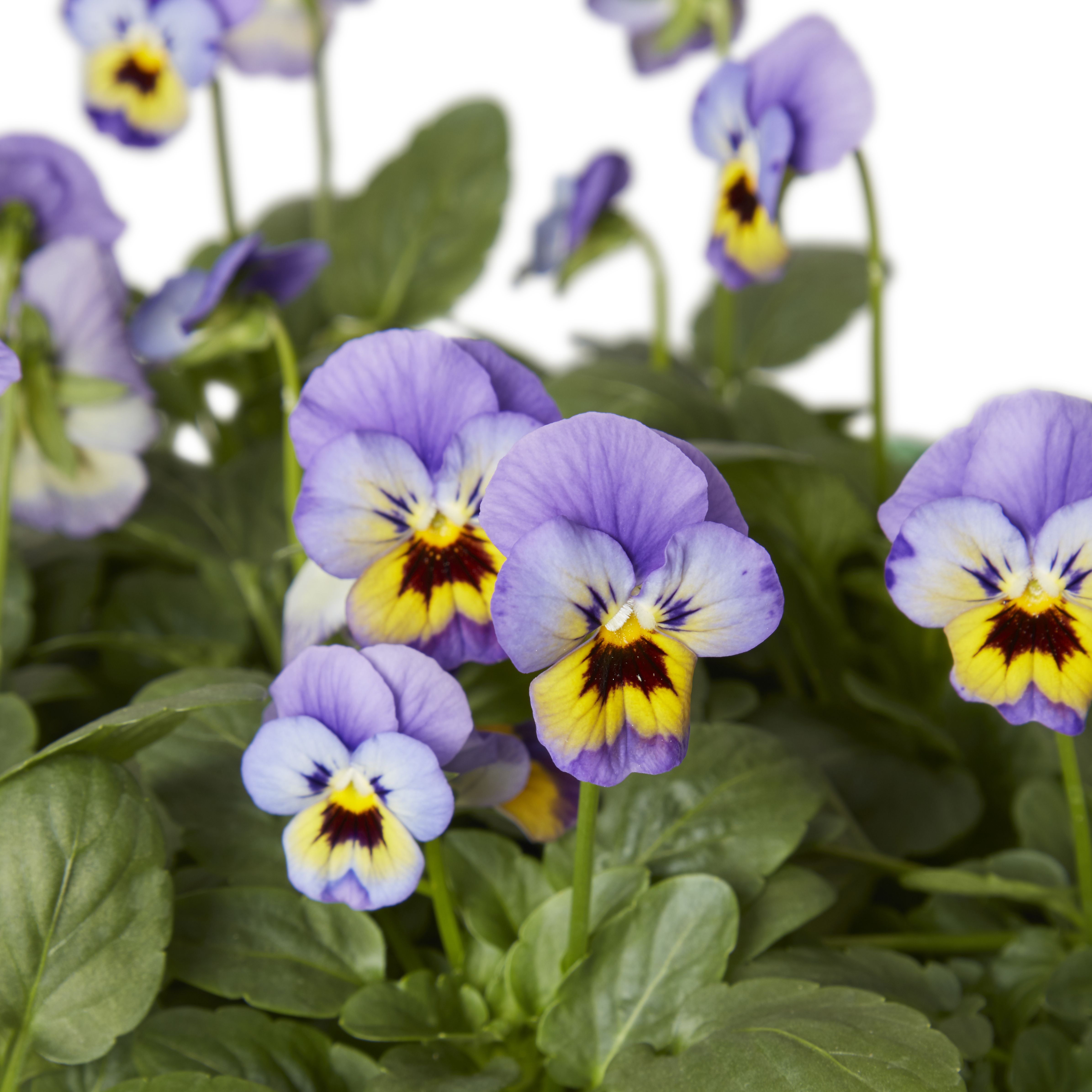 Viola Autumn Bedding plant, Pack of 9