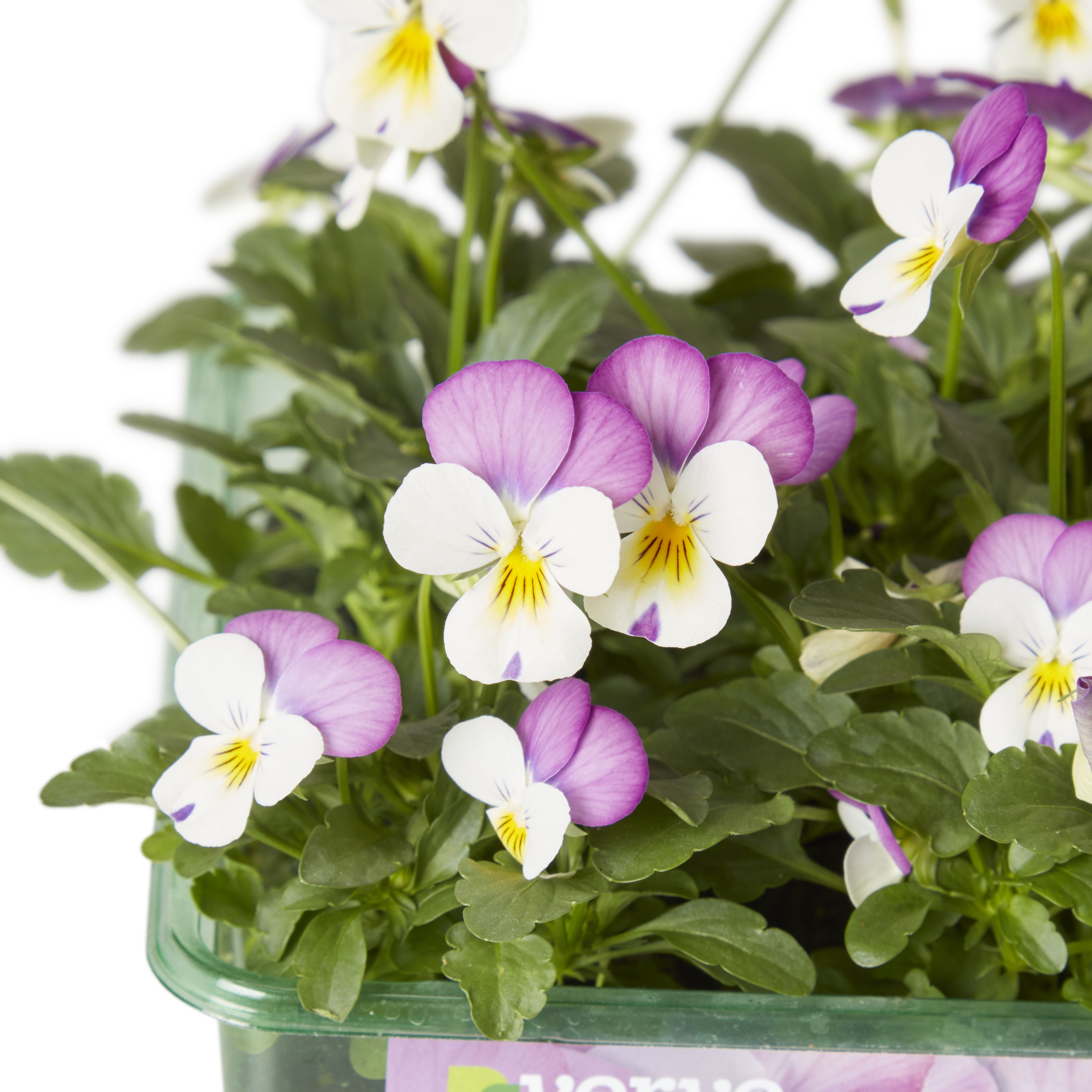 Viola Autumn Bedding plant, Pack of 9