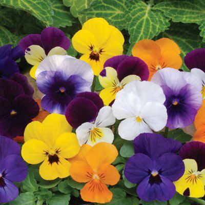 Viola Bedding plant