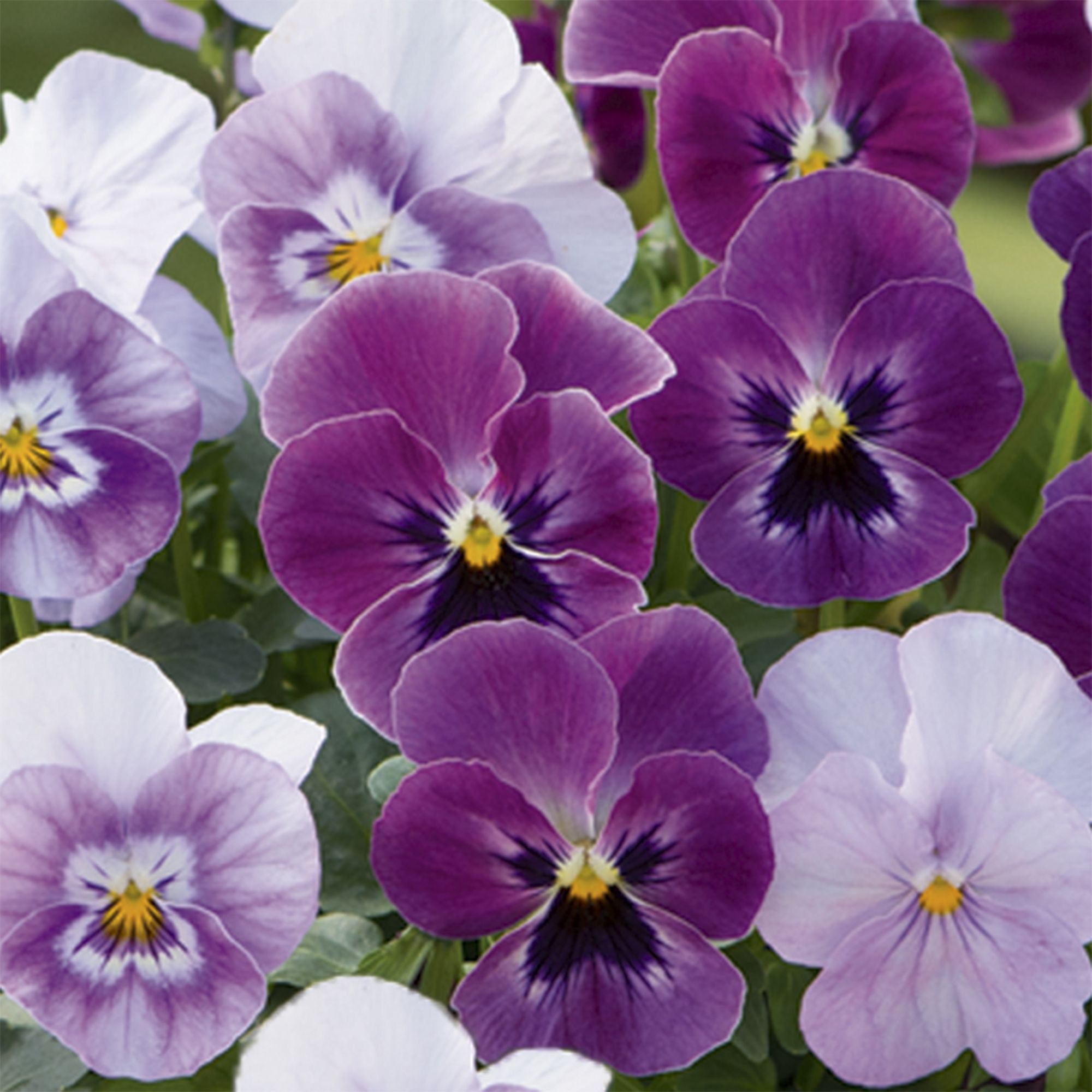Viola Delicious Autumn Bedding plant 13cm, Pack of 4