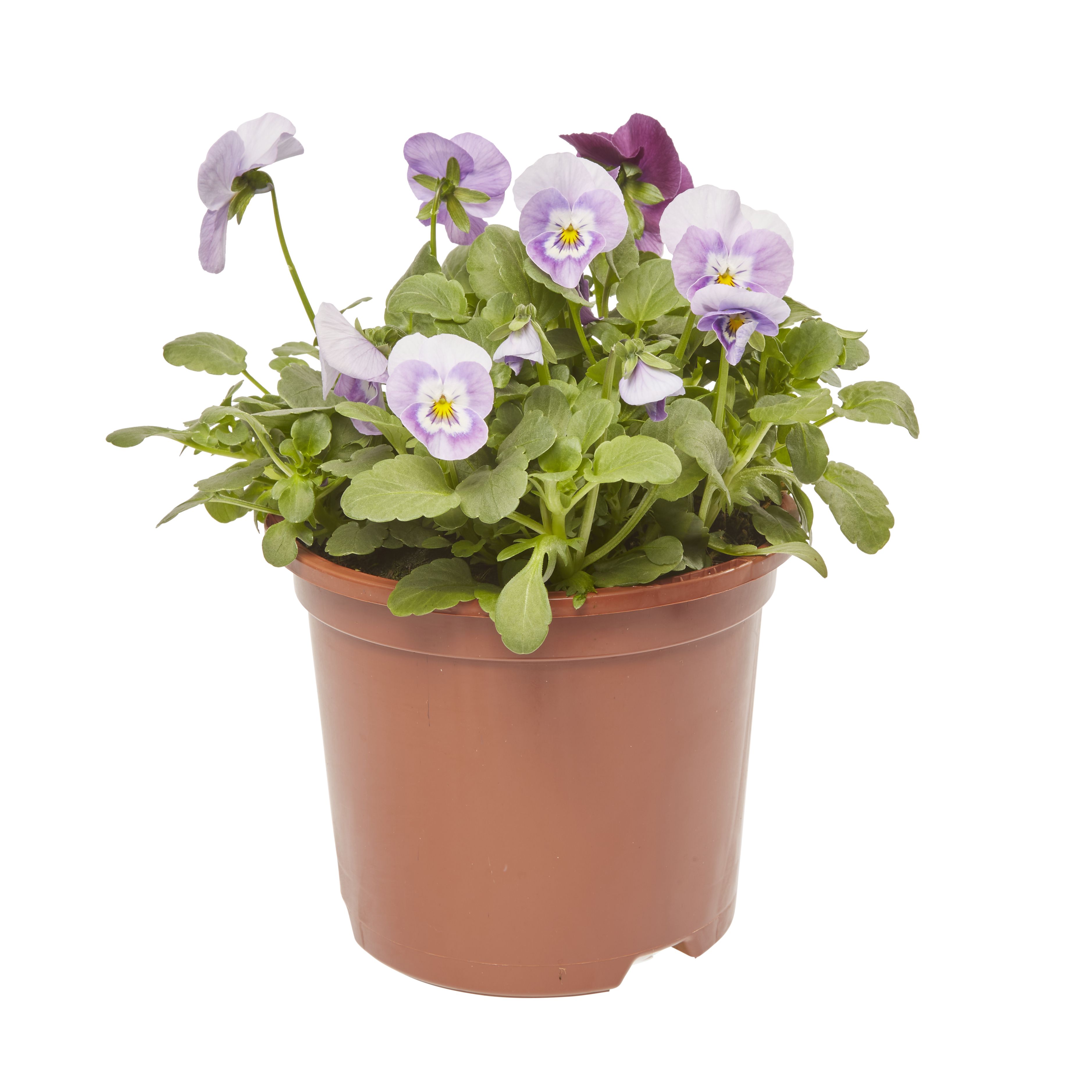 Viola Delicious Autumn Bedding plant 13cm, Pack of 4