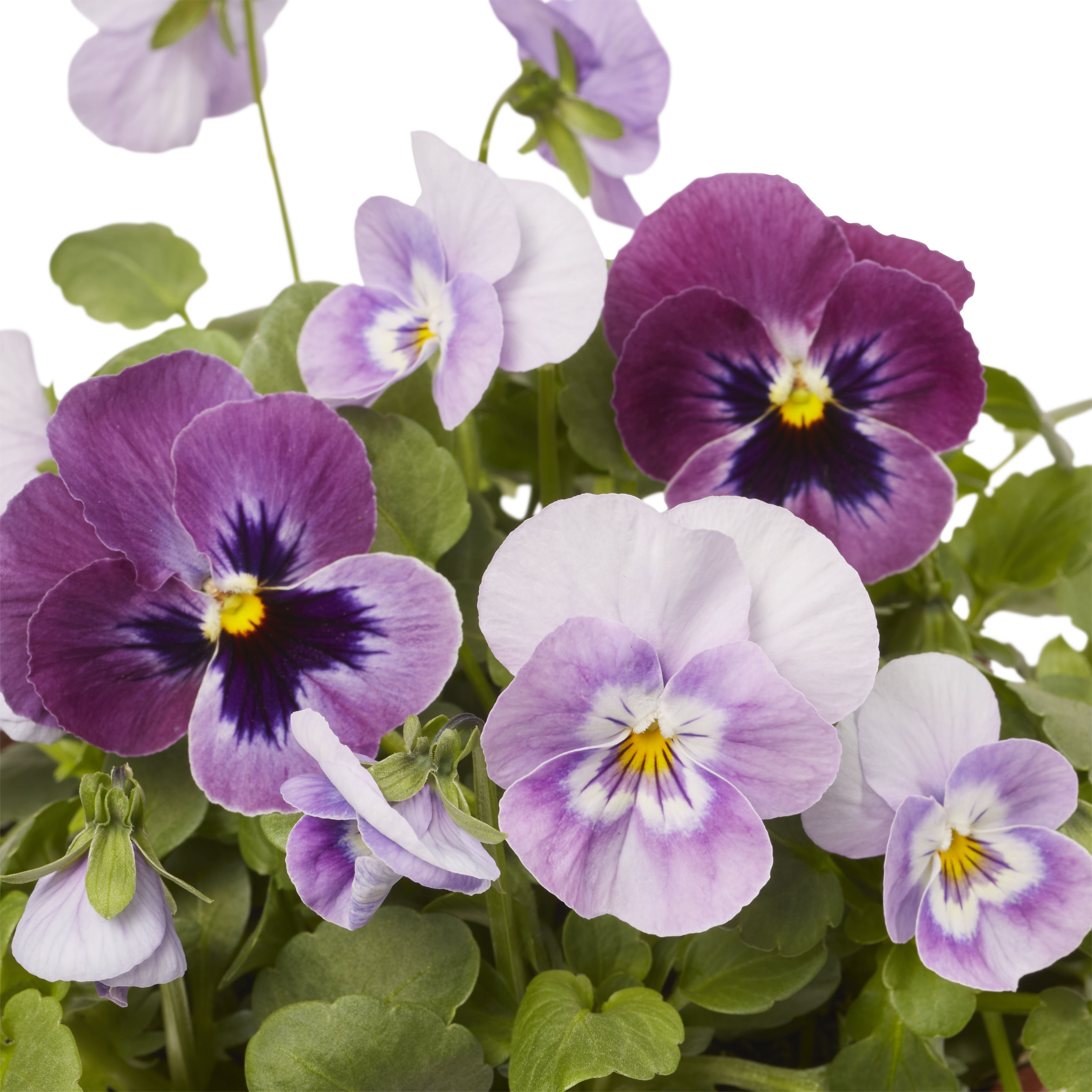 Viola Delicious Autumn Bedding plant 13cm, Pack of 4