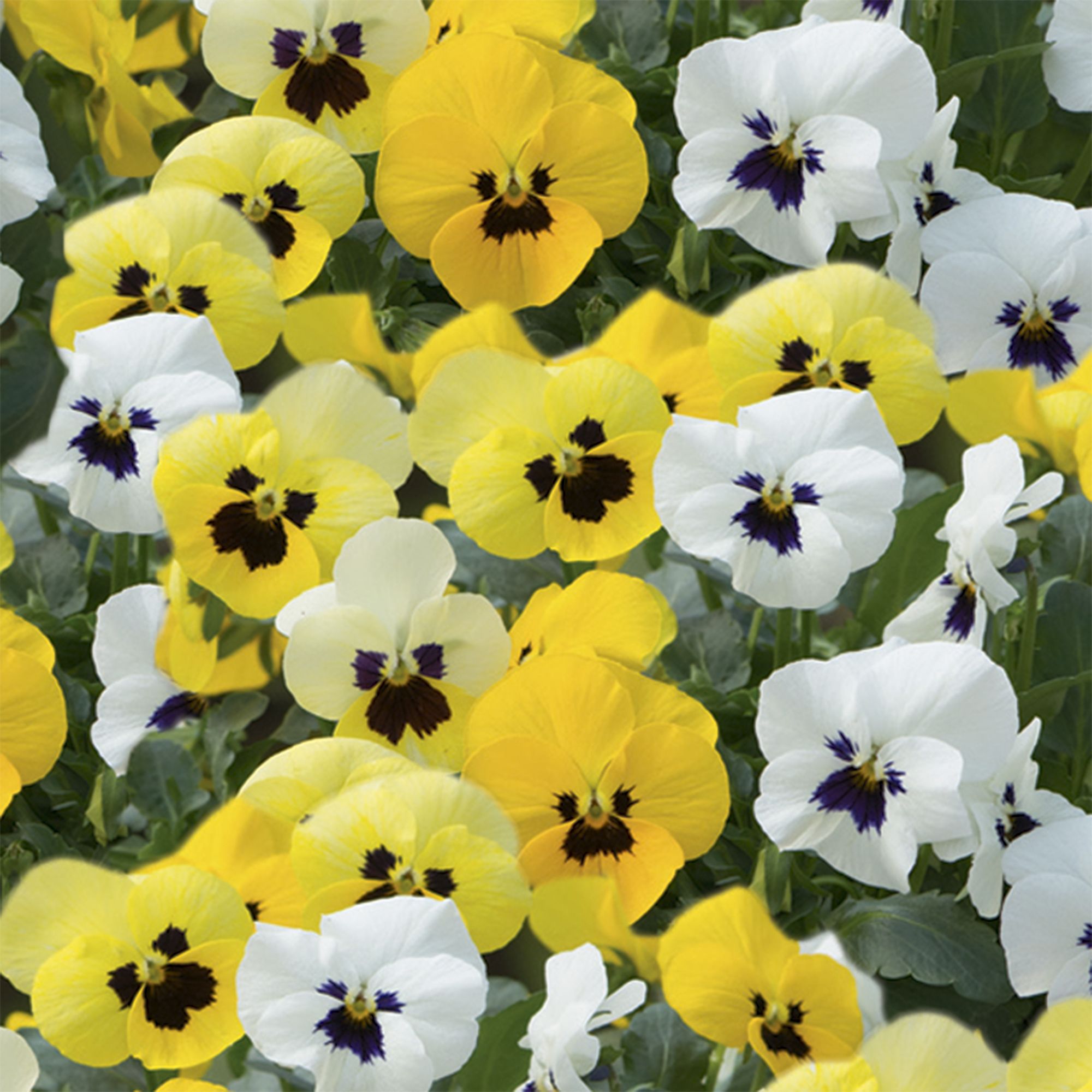 Viola Delighhtful Autumn Bedding plant 13cm, Pack of 4