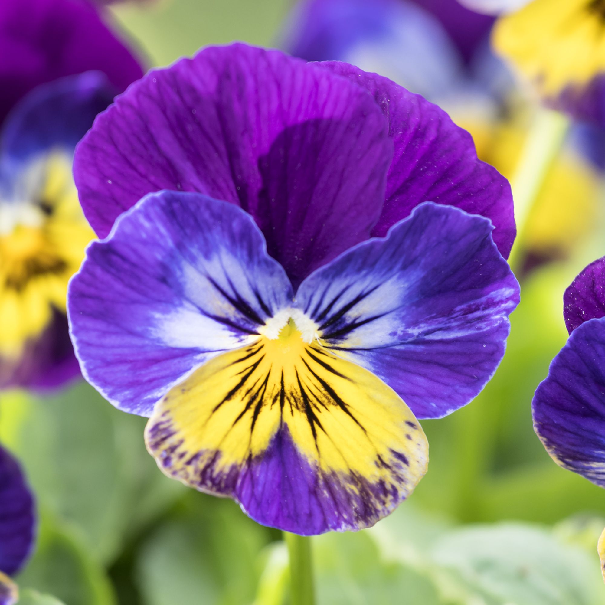 Viola Midnight glow Spring Bedding plant 10.5cm, Pack of 6