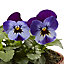 Viola Midnight glow Spring Bedding plant 10.5cm, Pack of 6