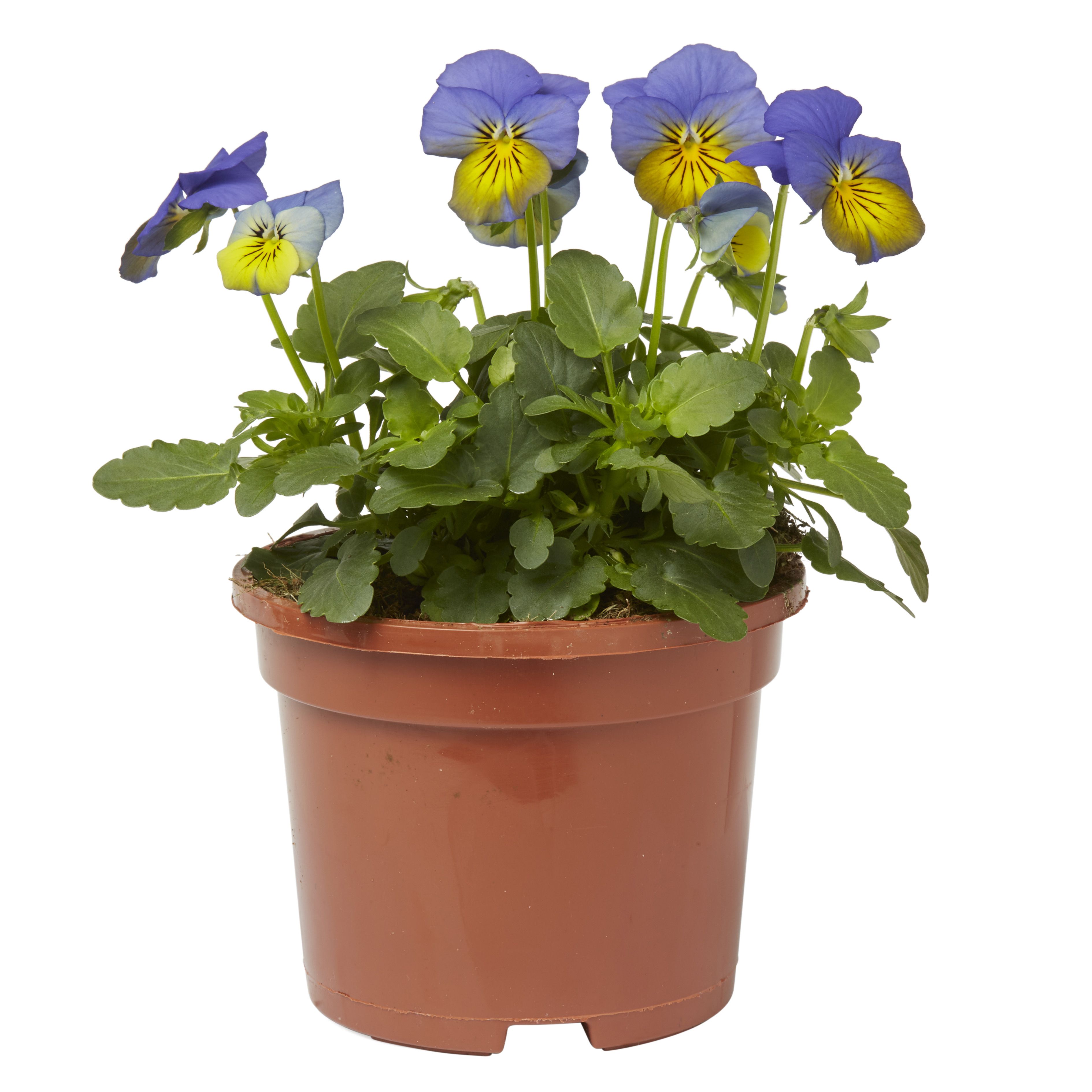 Viola Mixed Autumn Bedding plant 10.5cm, Pack of 6