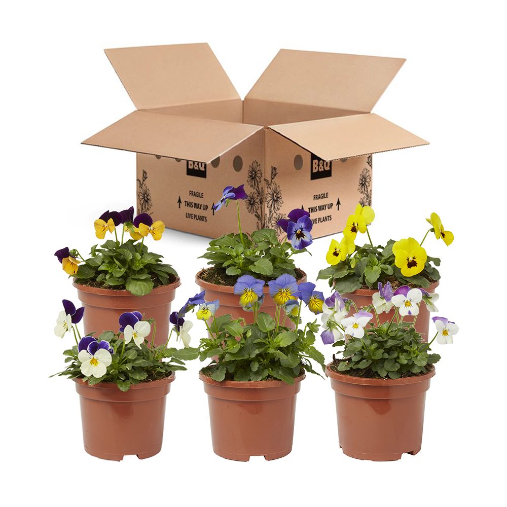 Viola Mixed Autumn Bedding plant 10.5cm, Pack of 6