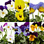 Viola Mixed Autumn Bedding plant 10.5cm, Pack of 6