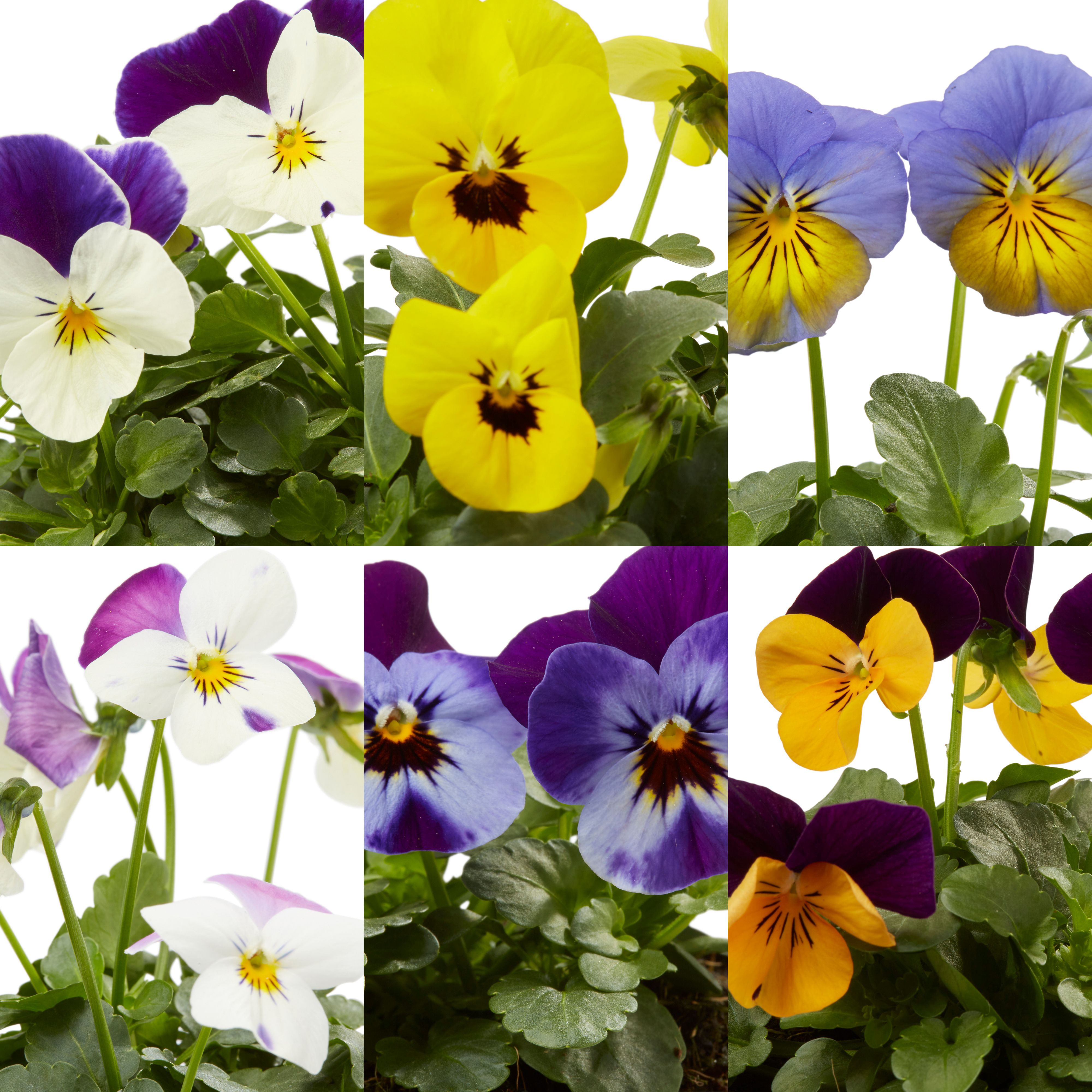 Viola Mixed Autumn Bedding plant 10.5cm, Pack of 6