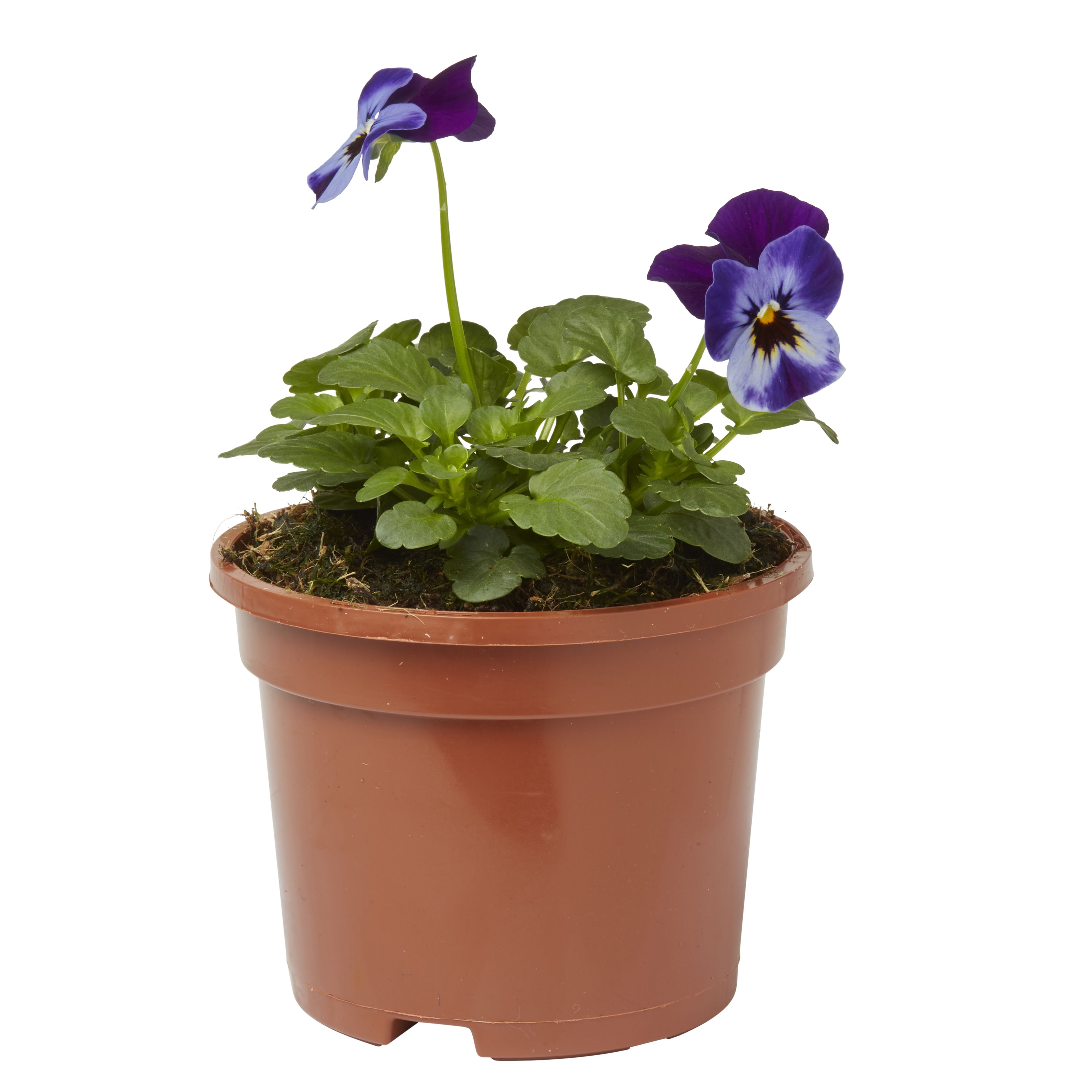 Viola Mixed Autumn Bedding plant 10.5cm, Pack of 6