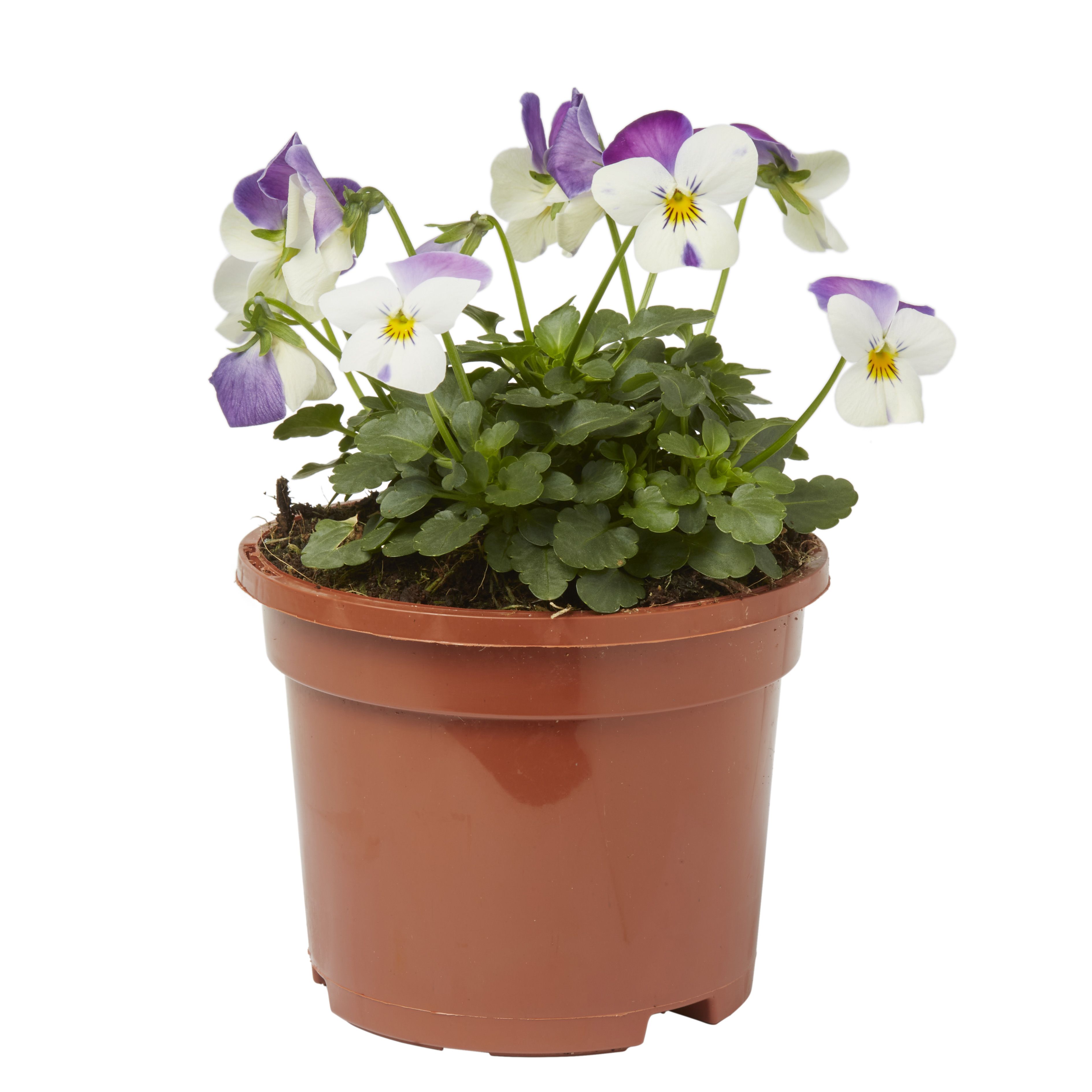Viola Mixed Autumn Bedding plant 10.5cm, Pack of 6