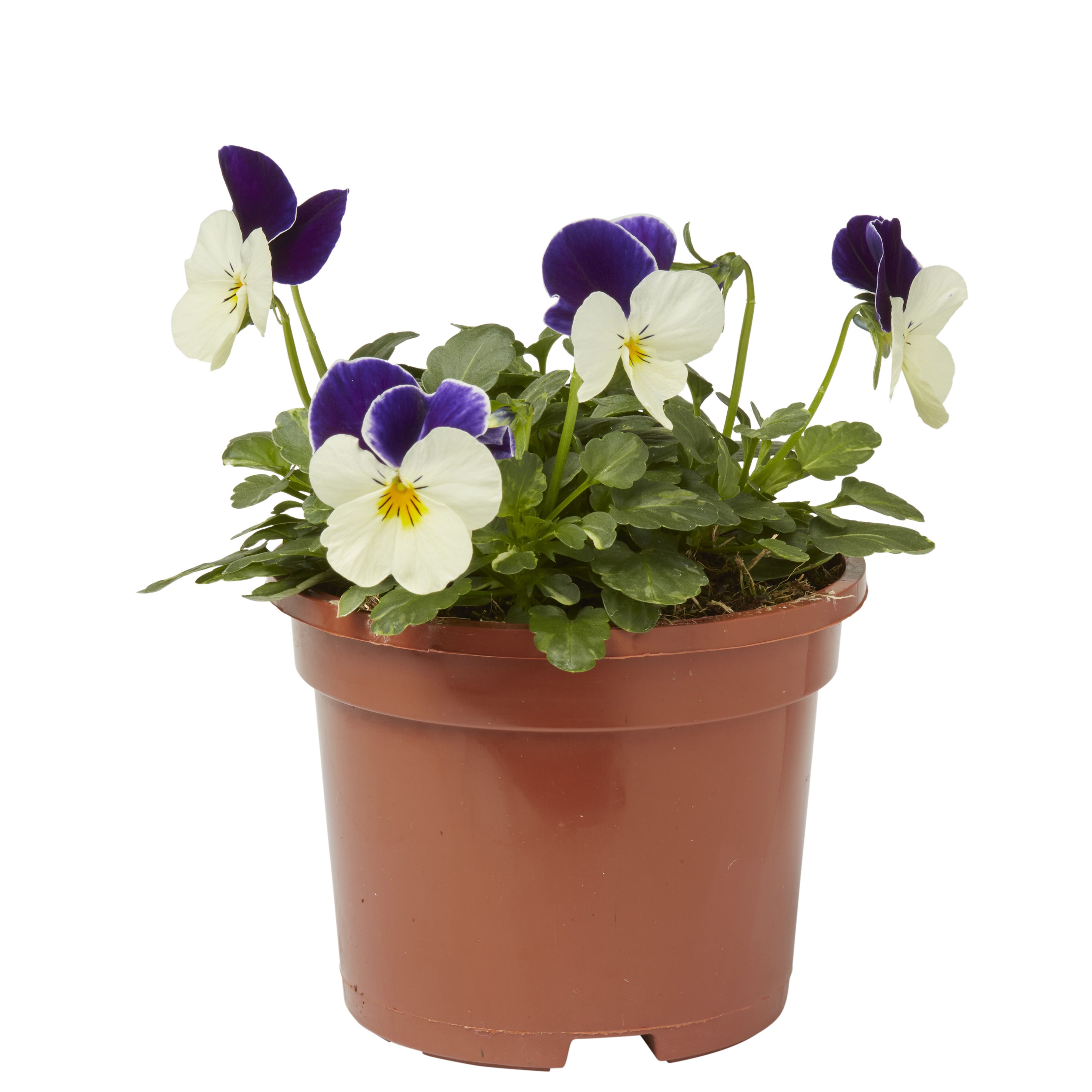 Viola Mixed Autumn Bedding plant 10.5cm, Pack of 6