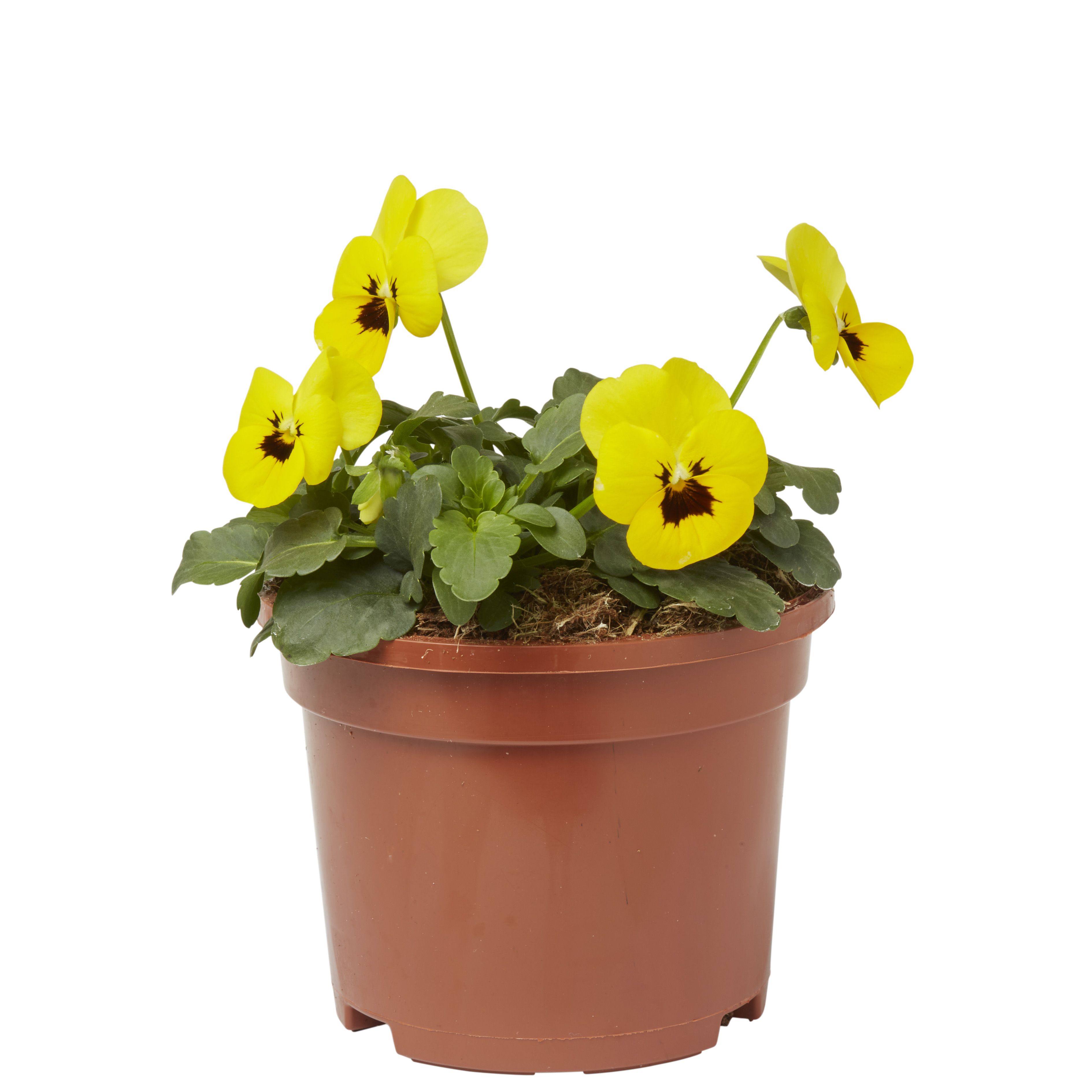 Viola Mixed Autumn Bedding plant 10.5cm, Pack of 6