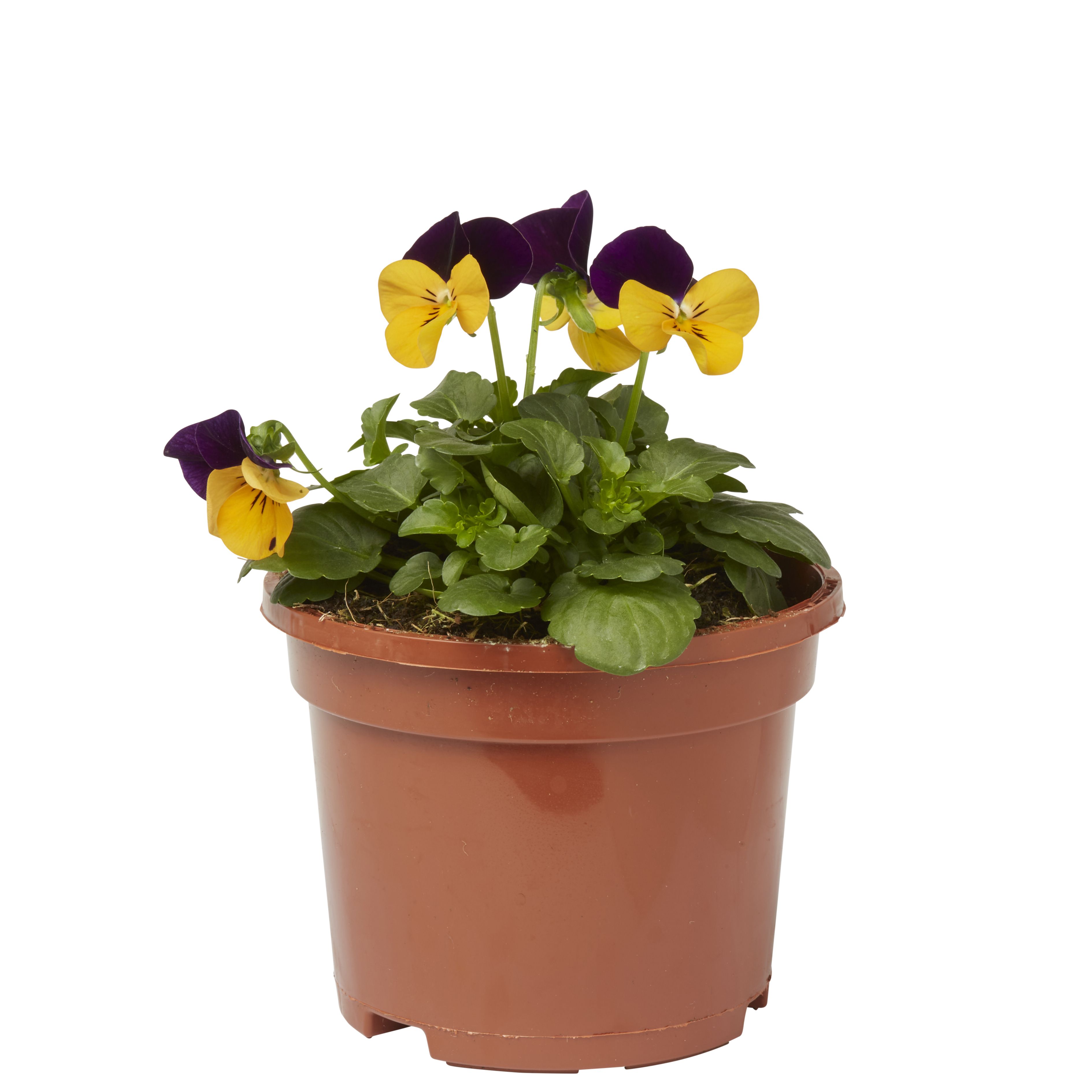 Viola Mixed Autumn Bedding plant 10.5cm, Pack of 6