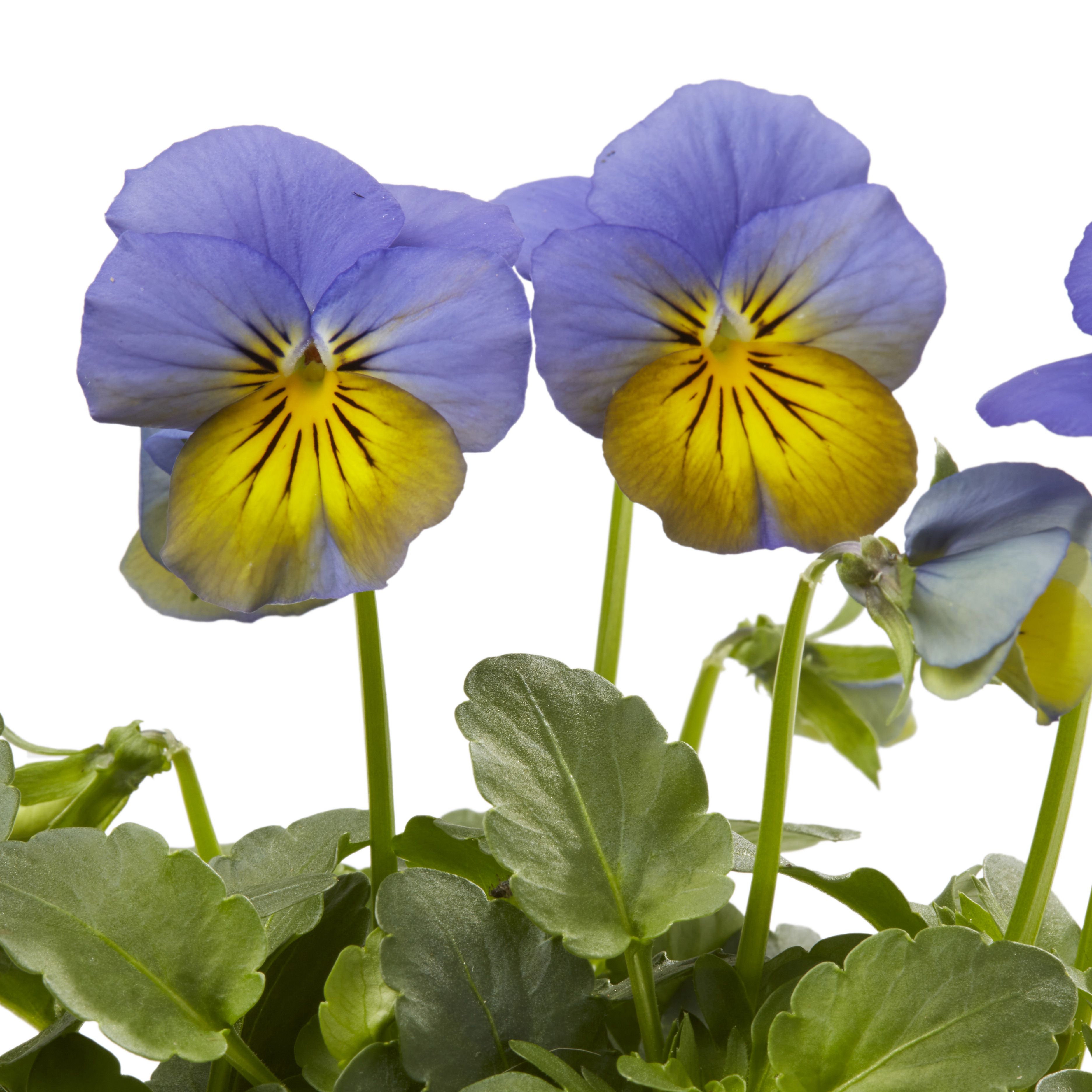 Viola Mixed Autumn Bedding plant 10.5cm, Pack of 6