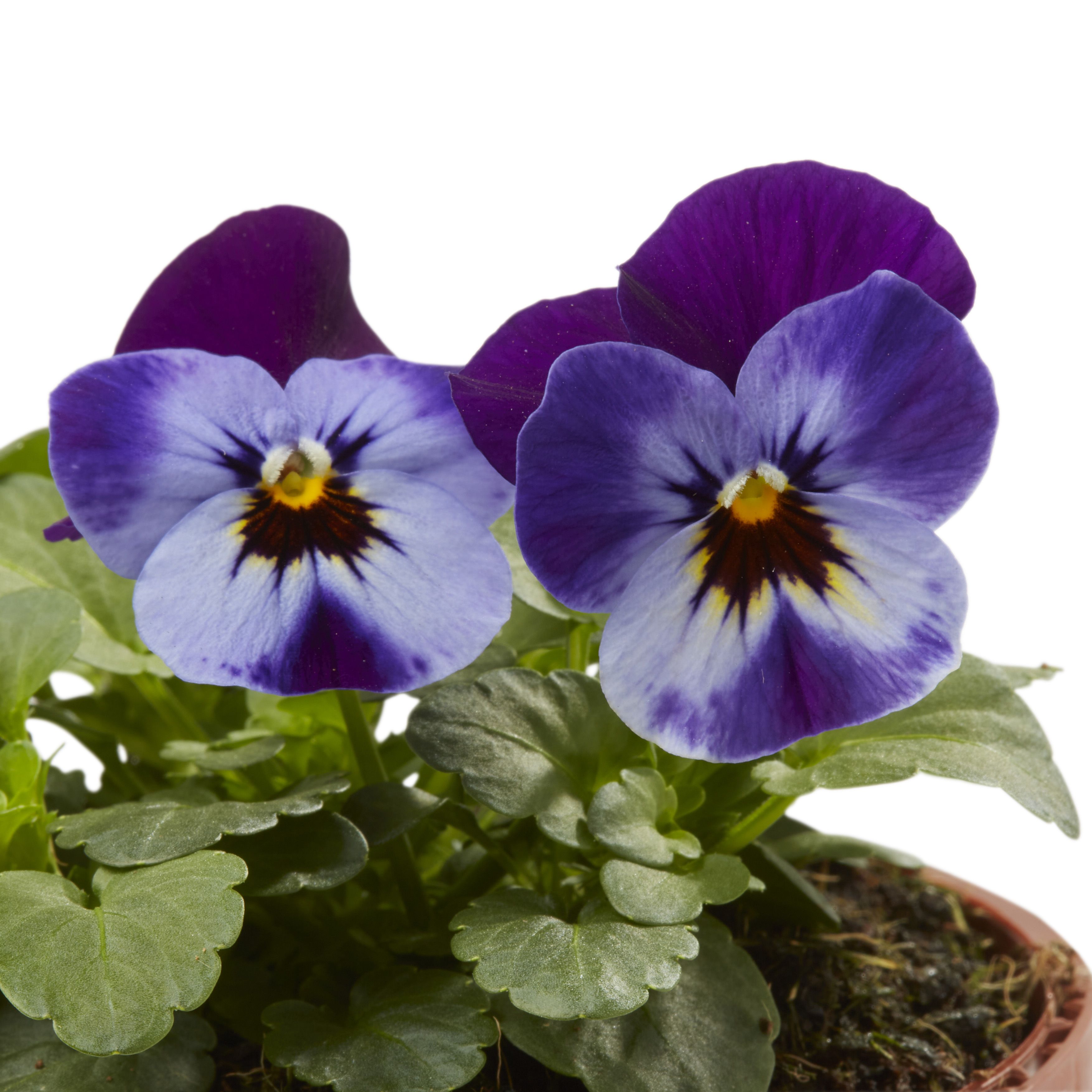Viola Mixed Autumn Bedding plant 10.5cm, Pack of 6