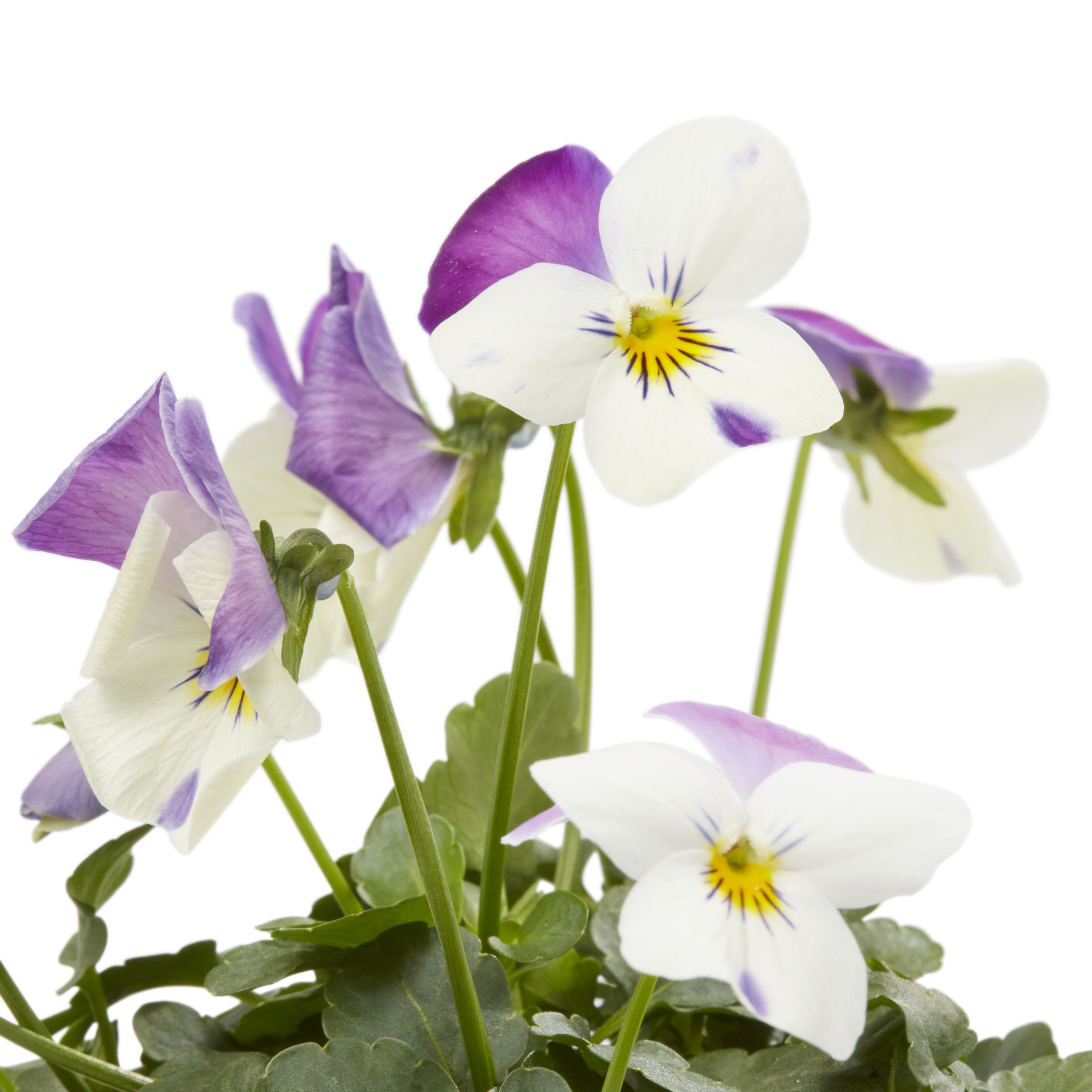 Viola Mixed Autumn Bedding plant 10.5cm, Pack of 6