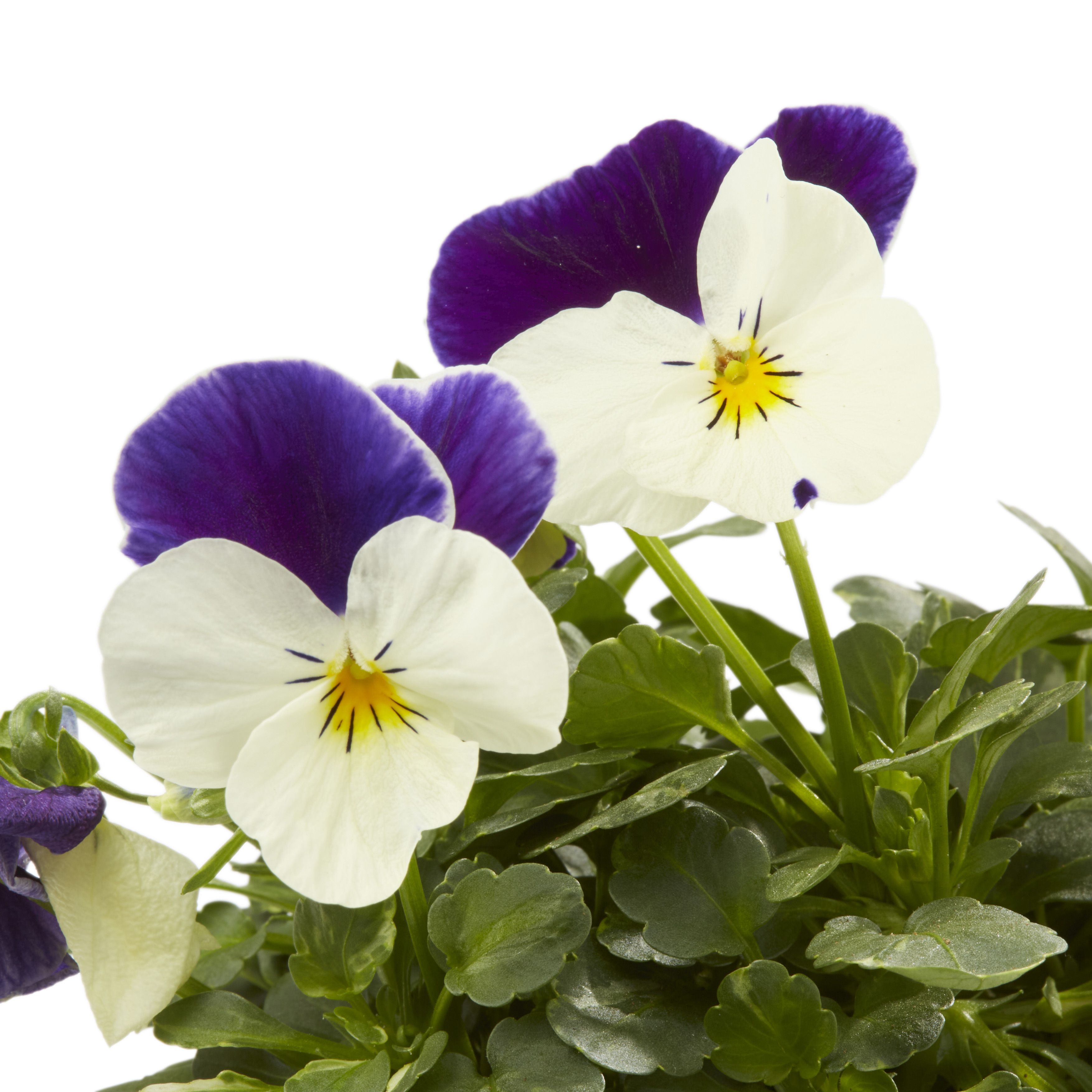 Viola Mixed Autumn Bedding plant 10.5cm, Pack of 6