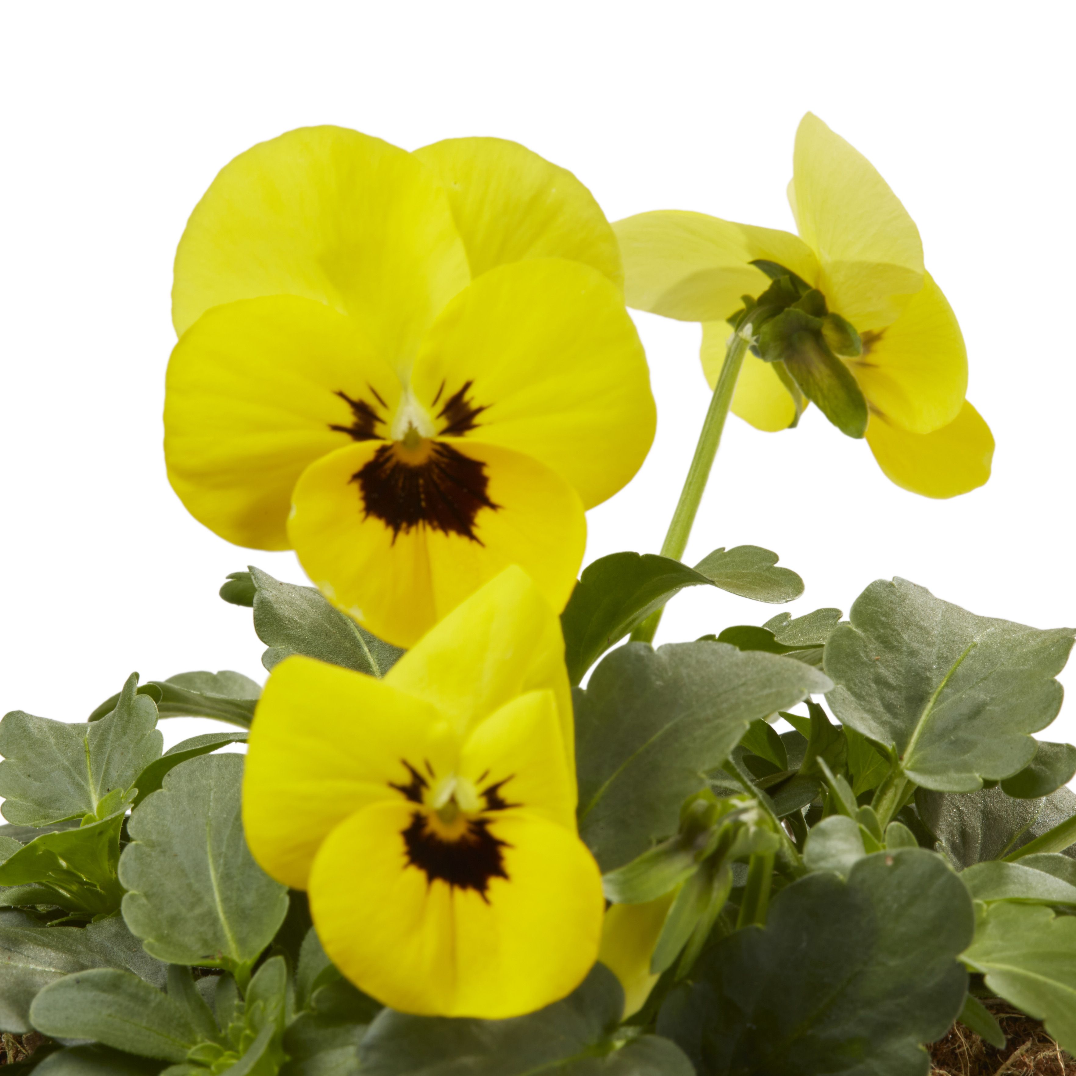 Viola Mixed Autumn Bedding plant 10.5cm, Pack of 6