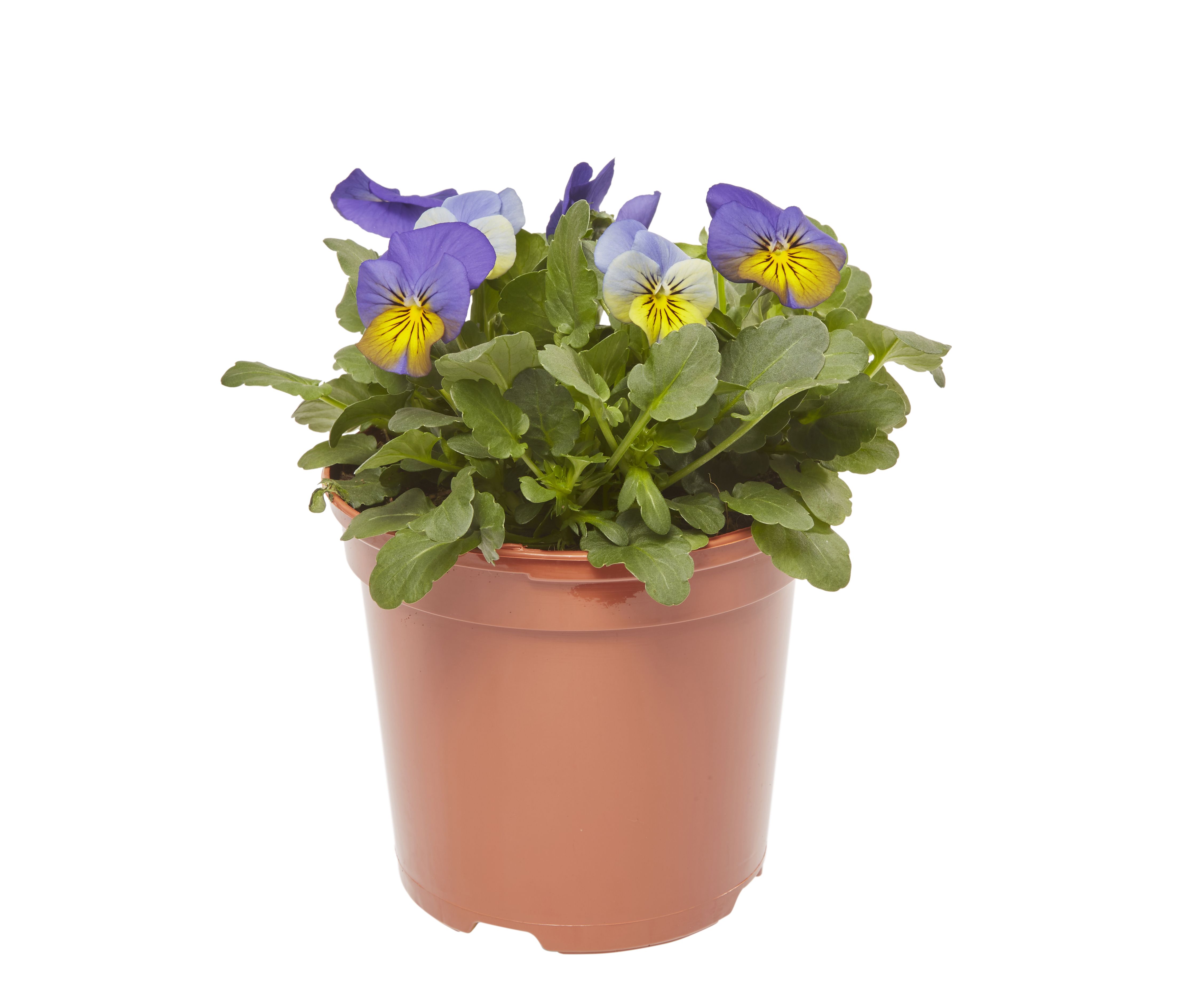 Viola Mixed Spring Bedding plant 13cm, Pack of 4