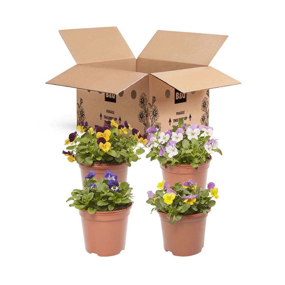 Viola Mixed Spring Bedding plant 13cm, Pack of 4