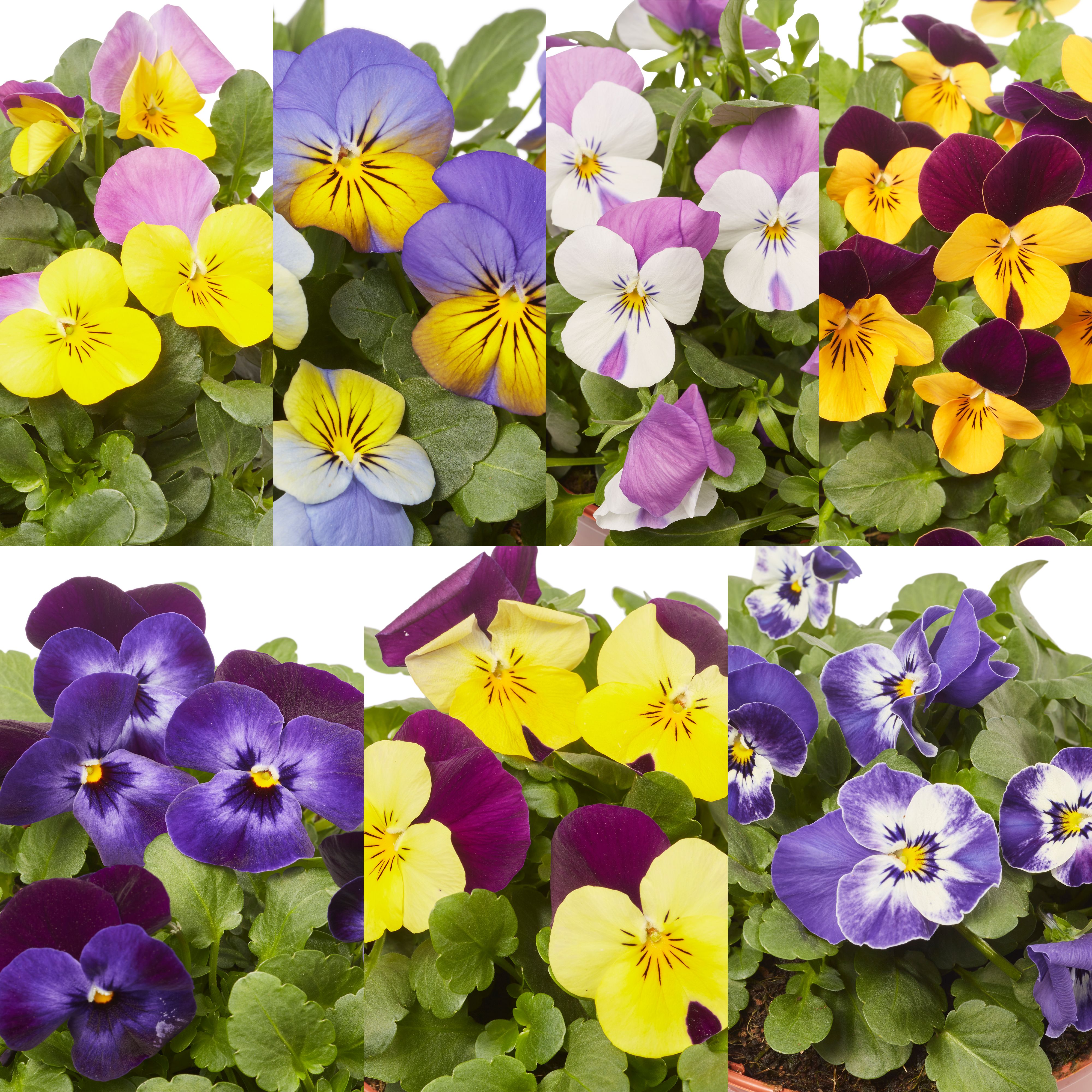 Viola Mixed Spring Bedding plant 13cm, Pack of 4
