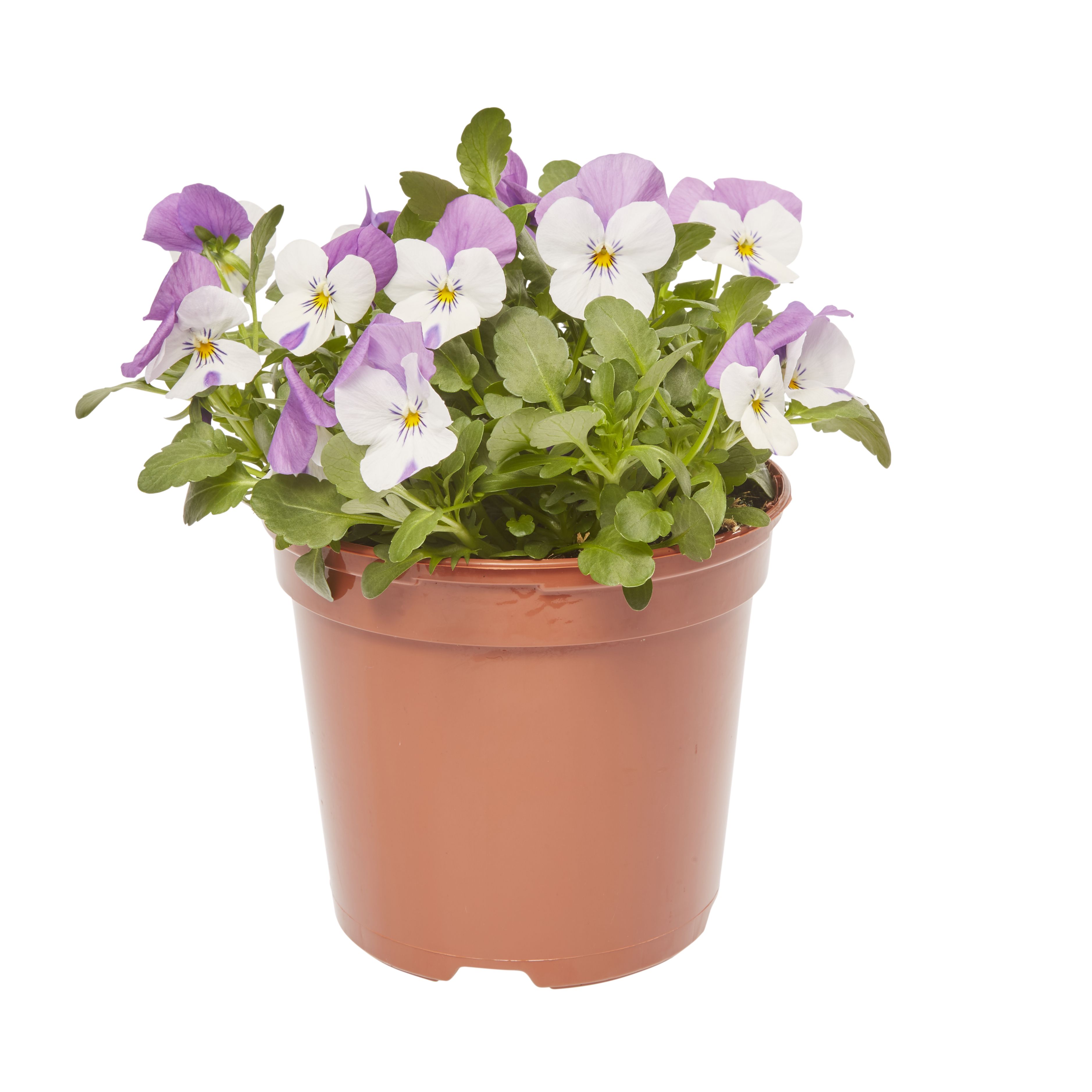 Viola Mixed Spring Bedding plant 13cm, Pack of 4
