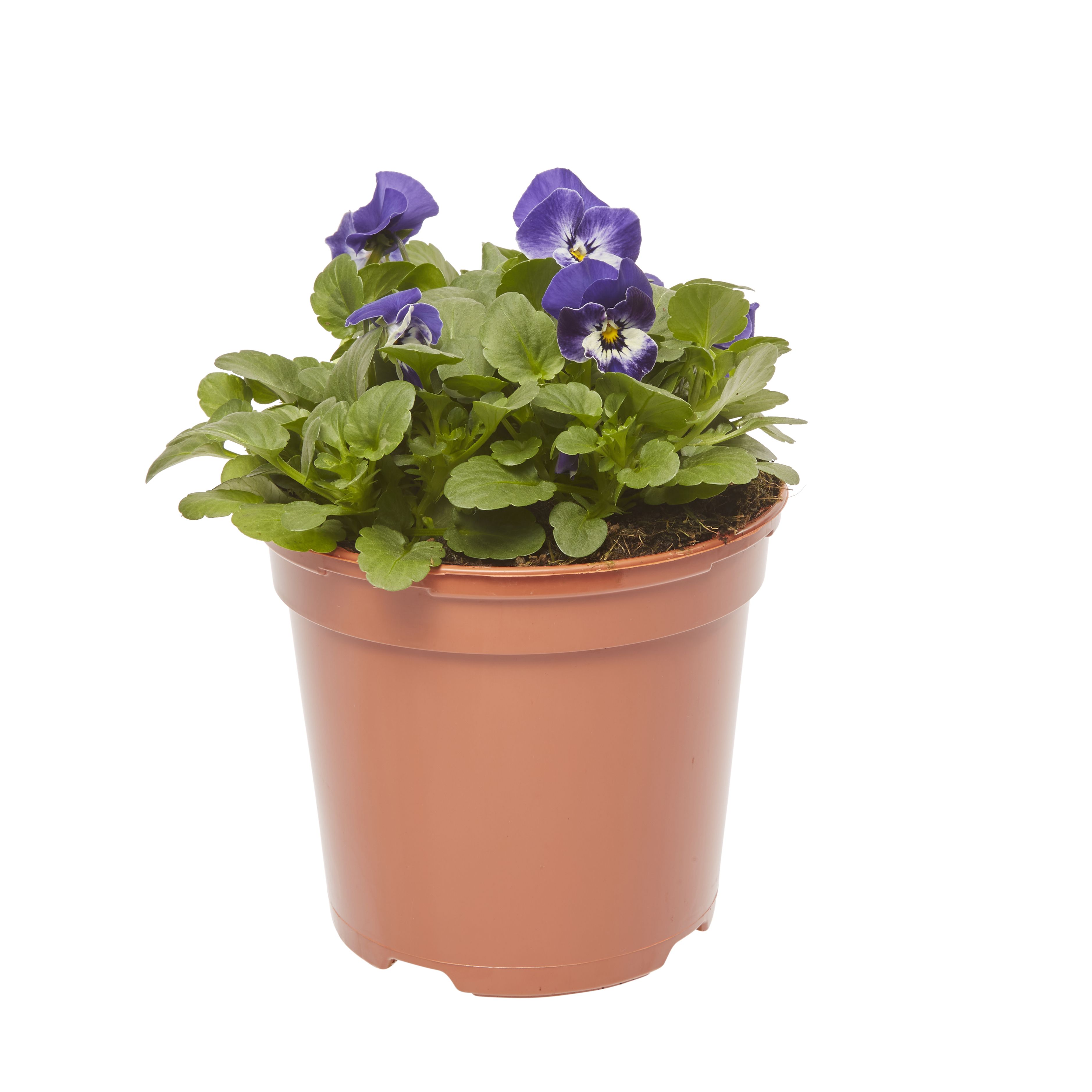 Viola Mixed Spring Bedding plant 13cm, Pack of 4