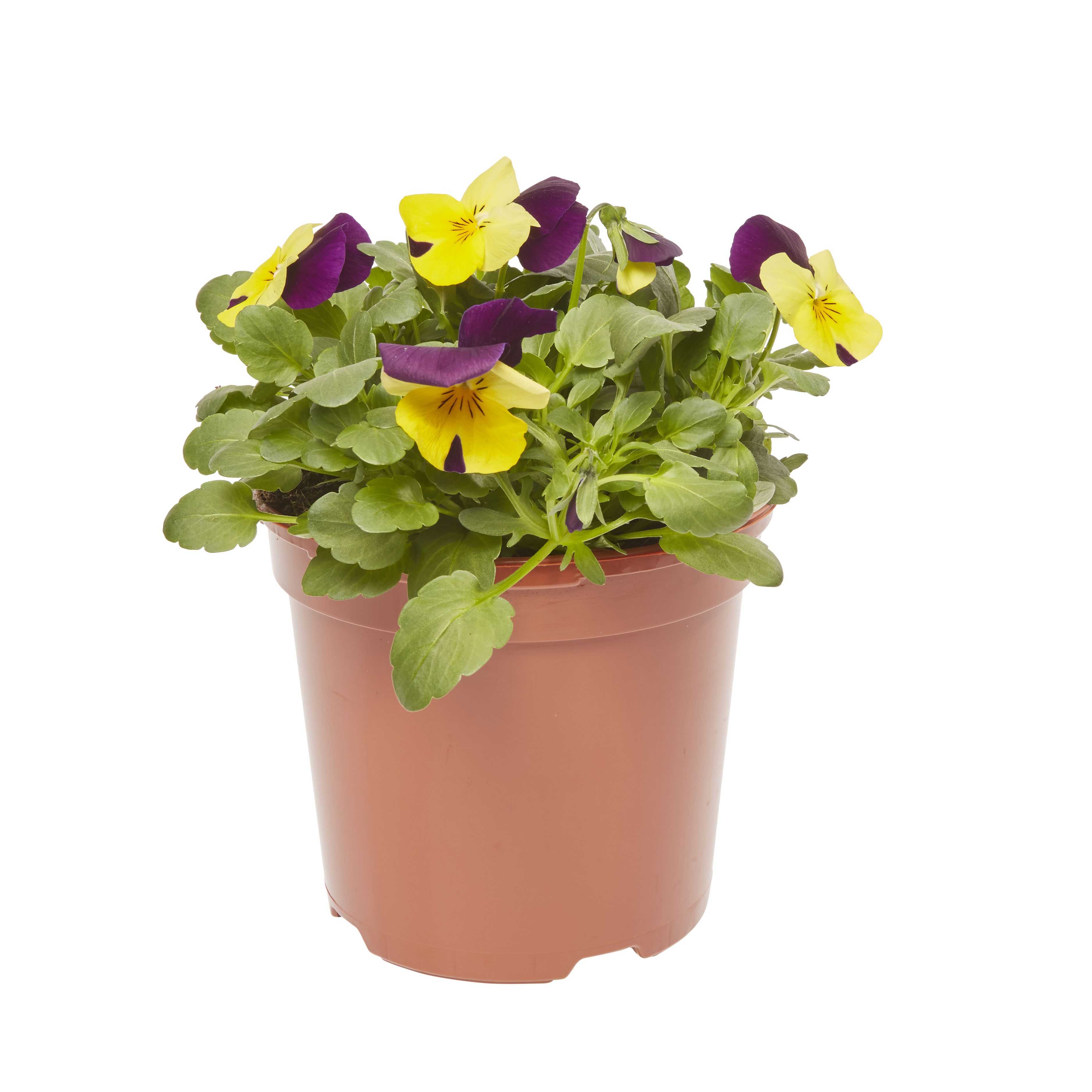 Viola Mixed Spring Bedding plant 13cm, Pack of 4