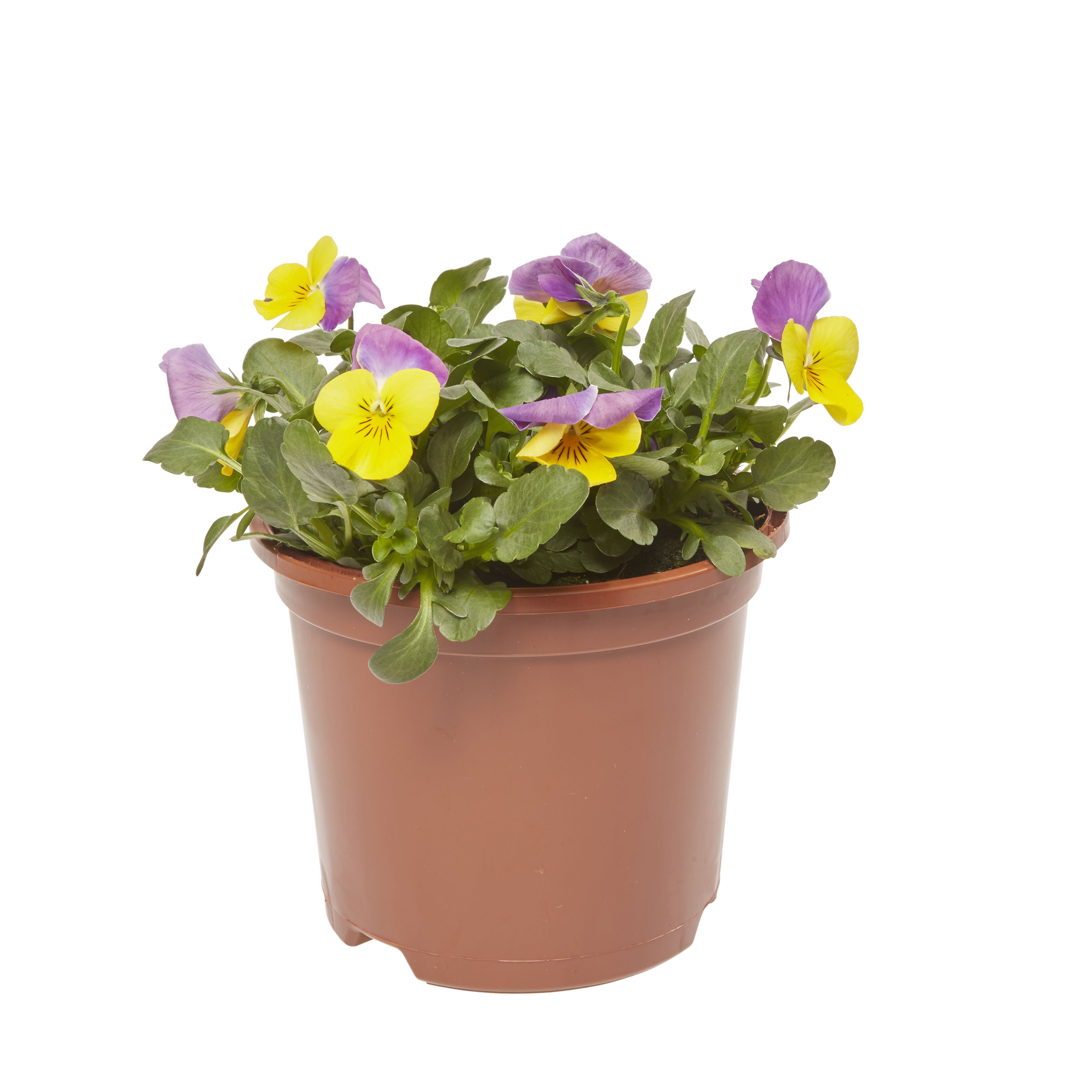 Viola Mixed Spring Bedding plant 13cm, Pack of 4
