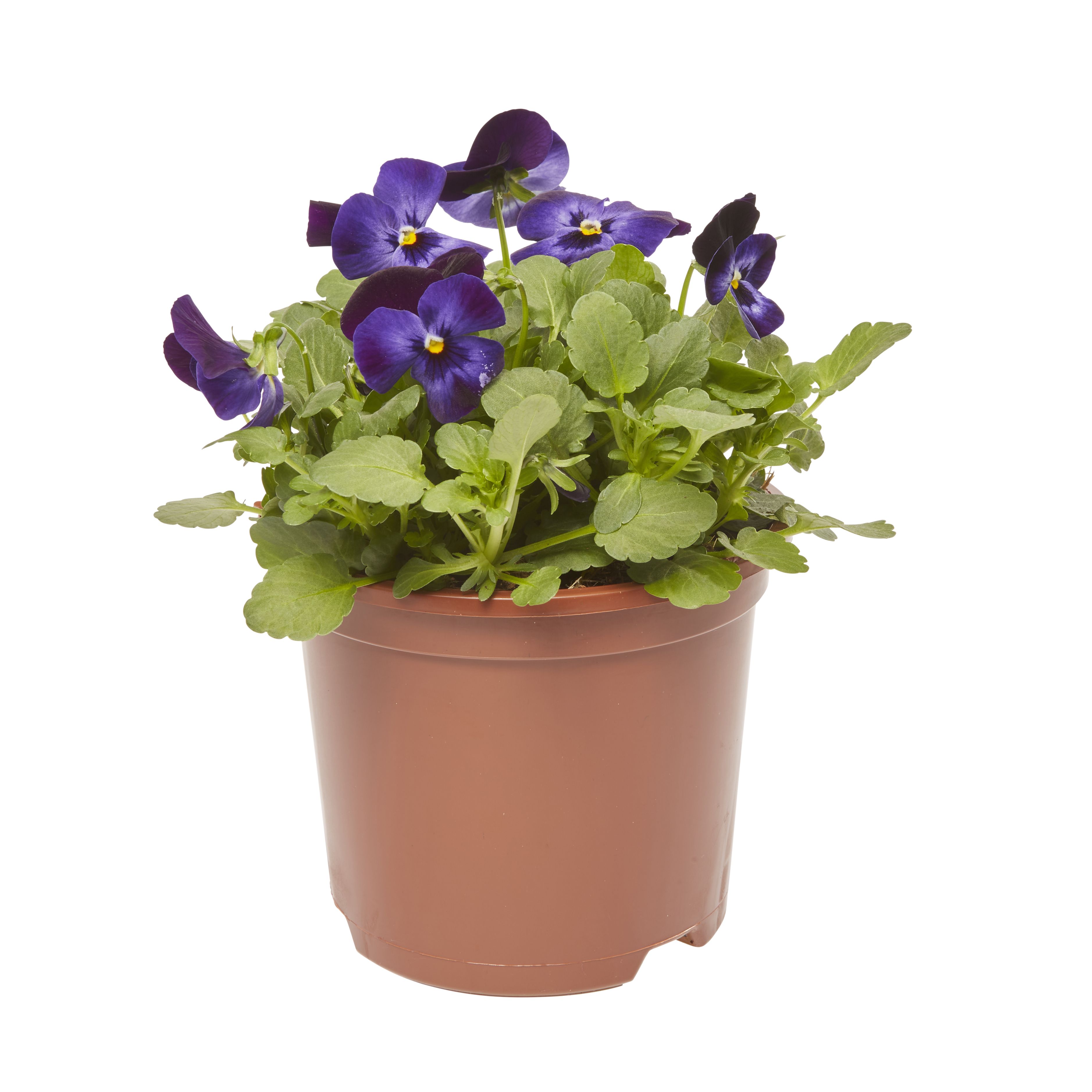 Viola Mixed Spring Bedding plant 13cm, Pack of 4