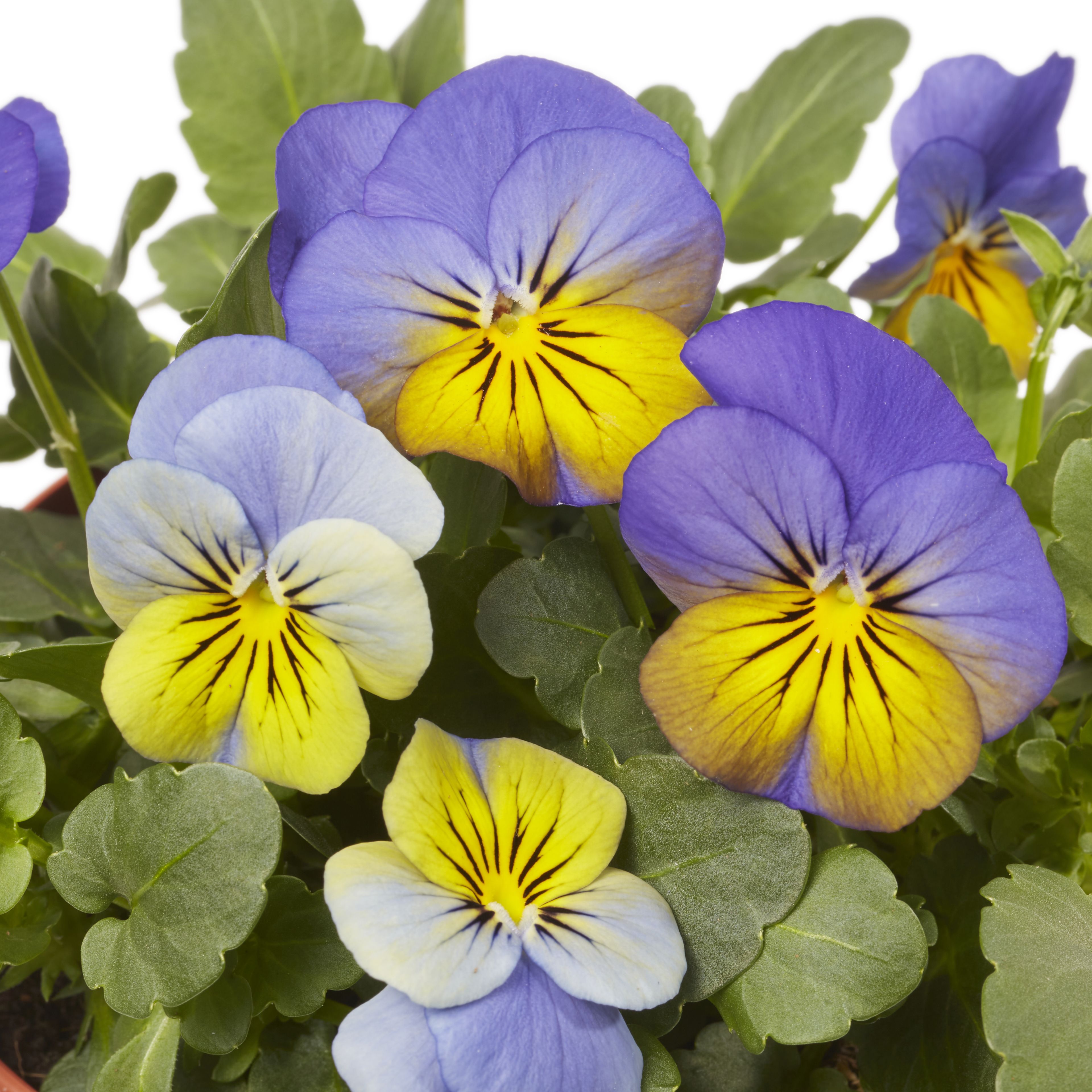 Viola Mixed Spring Bedding plant 13cm, Pack of 4