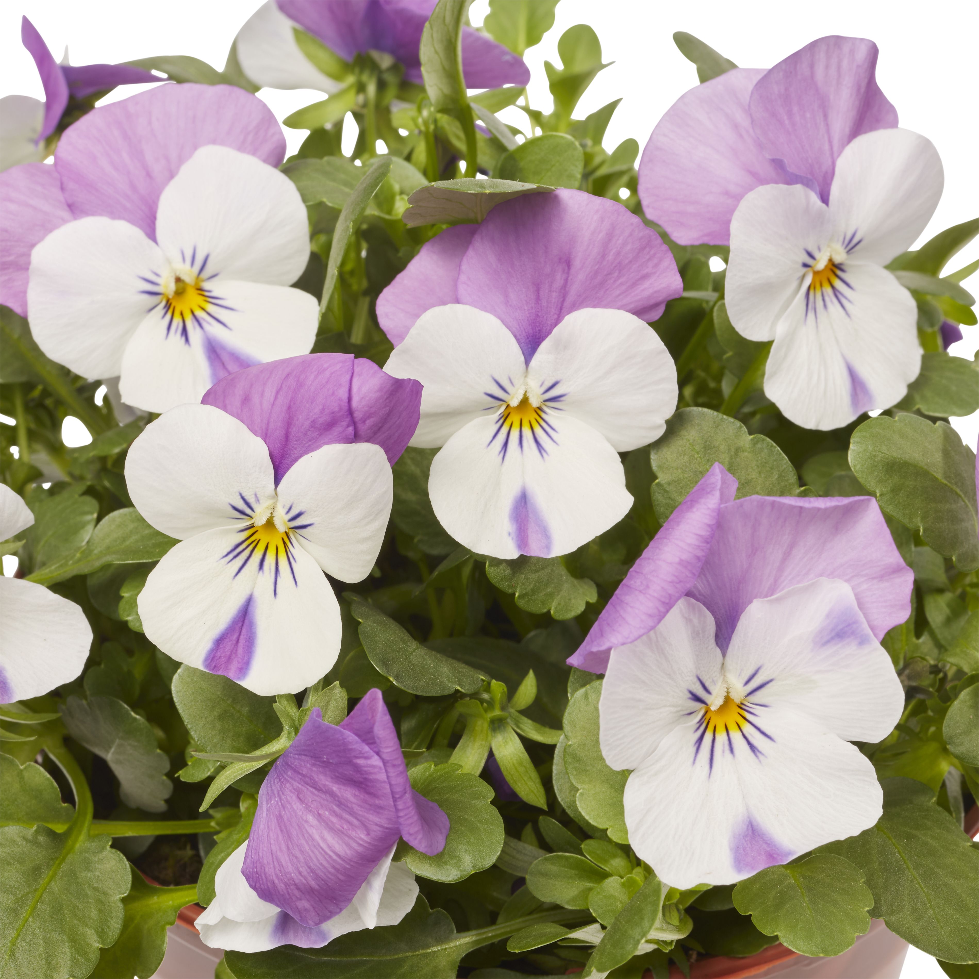 Viola Mixed Spring Bedding plant 13cm, Pack of 4