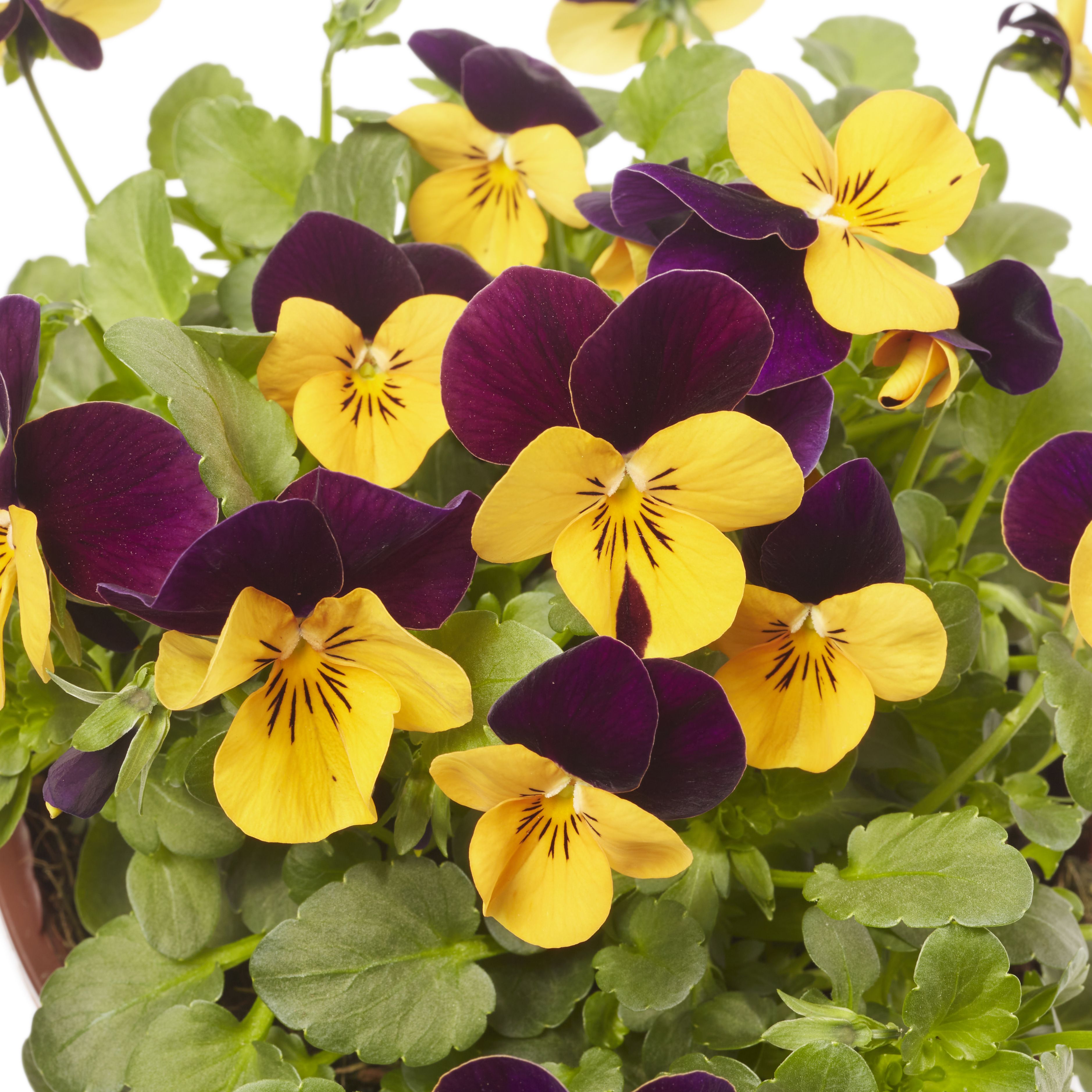 Viola Mixed Spring Bedding plant 13cm, Pack of 4