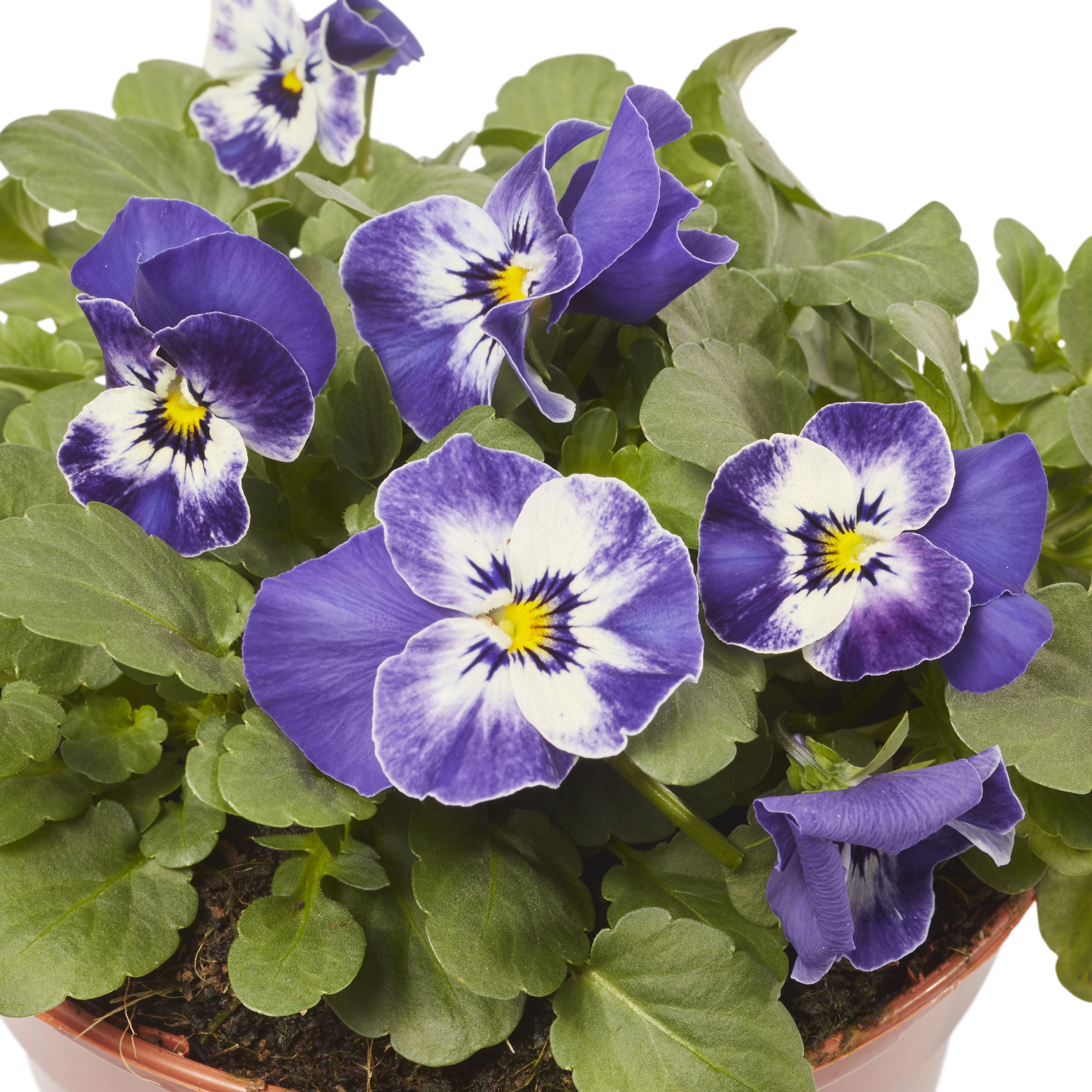 Viola Mixed Spring Bedding plant 13cm, Pack of 4