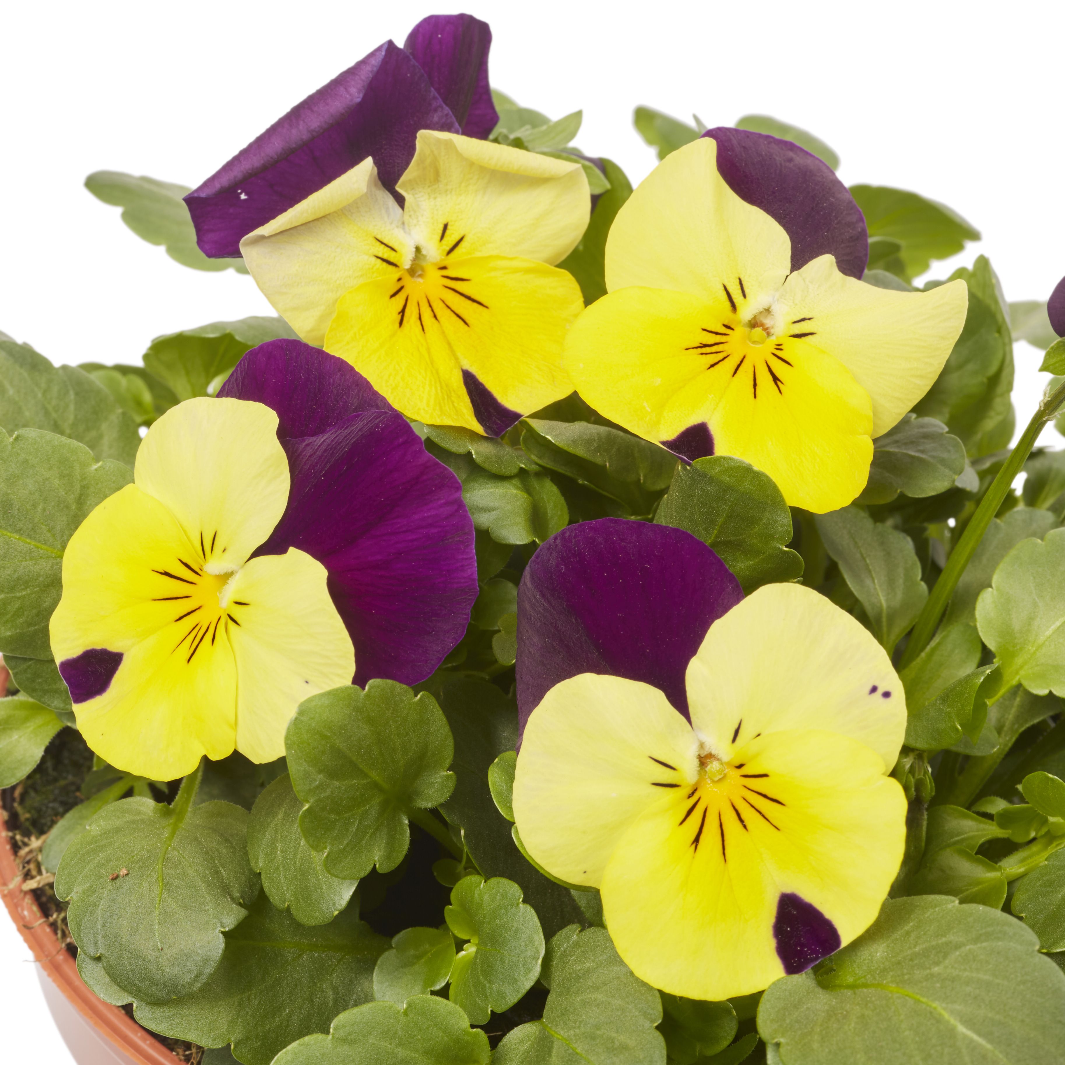 Viola Mixed Spring Bedding plant 13cm, Pack of 4
