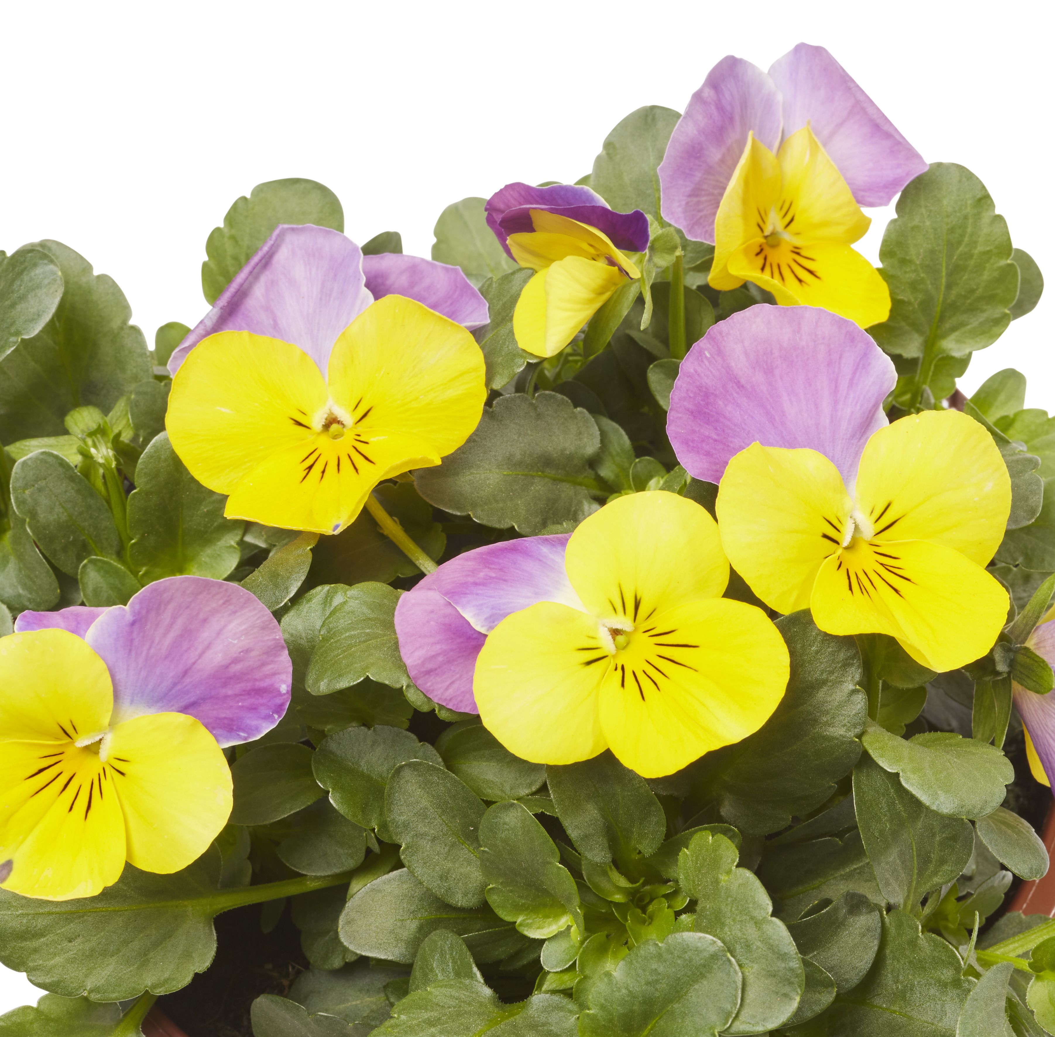 Viola Mixed Spring Bedding plant 13cm, Pack of 4
