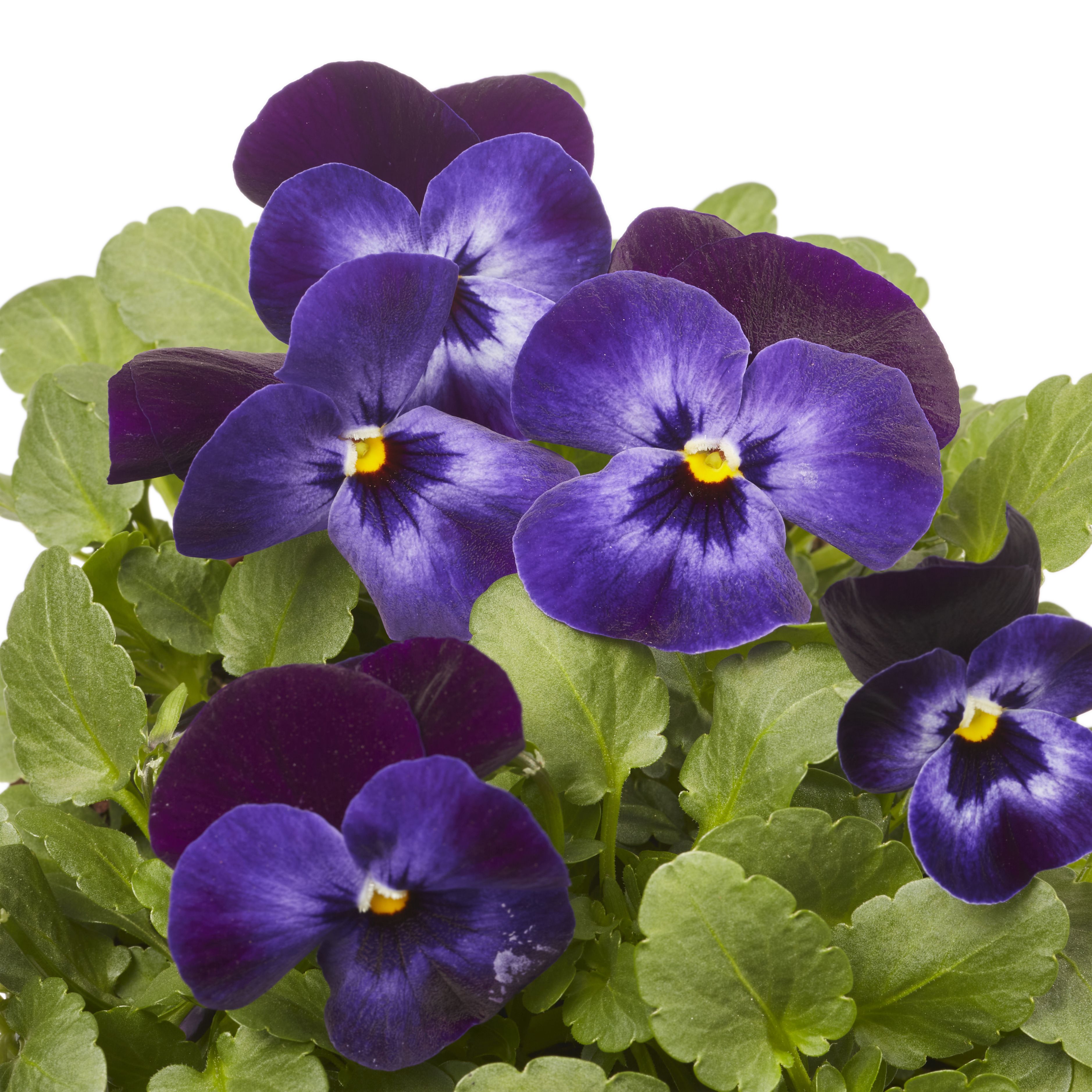 Viola Mixed Spring Bedding plant 13cm, Pack of 4