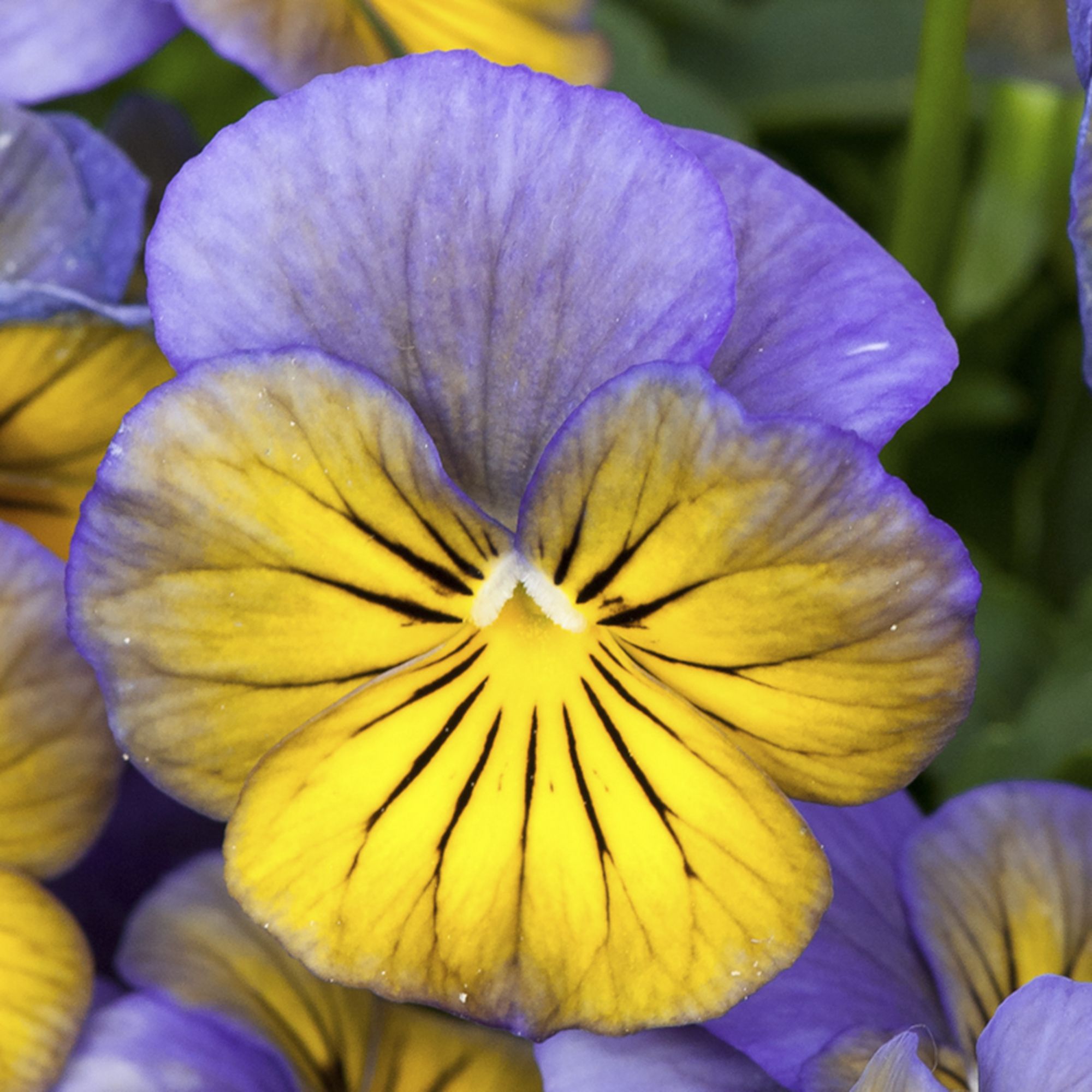 Viola Morpho Autumn Bedding plant 10.5cm, Pack of 6