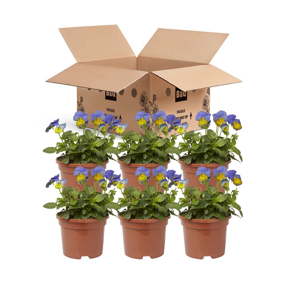 Viola Morpho Autumn Bedding plant 10.5cm, Pack of 6
