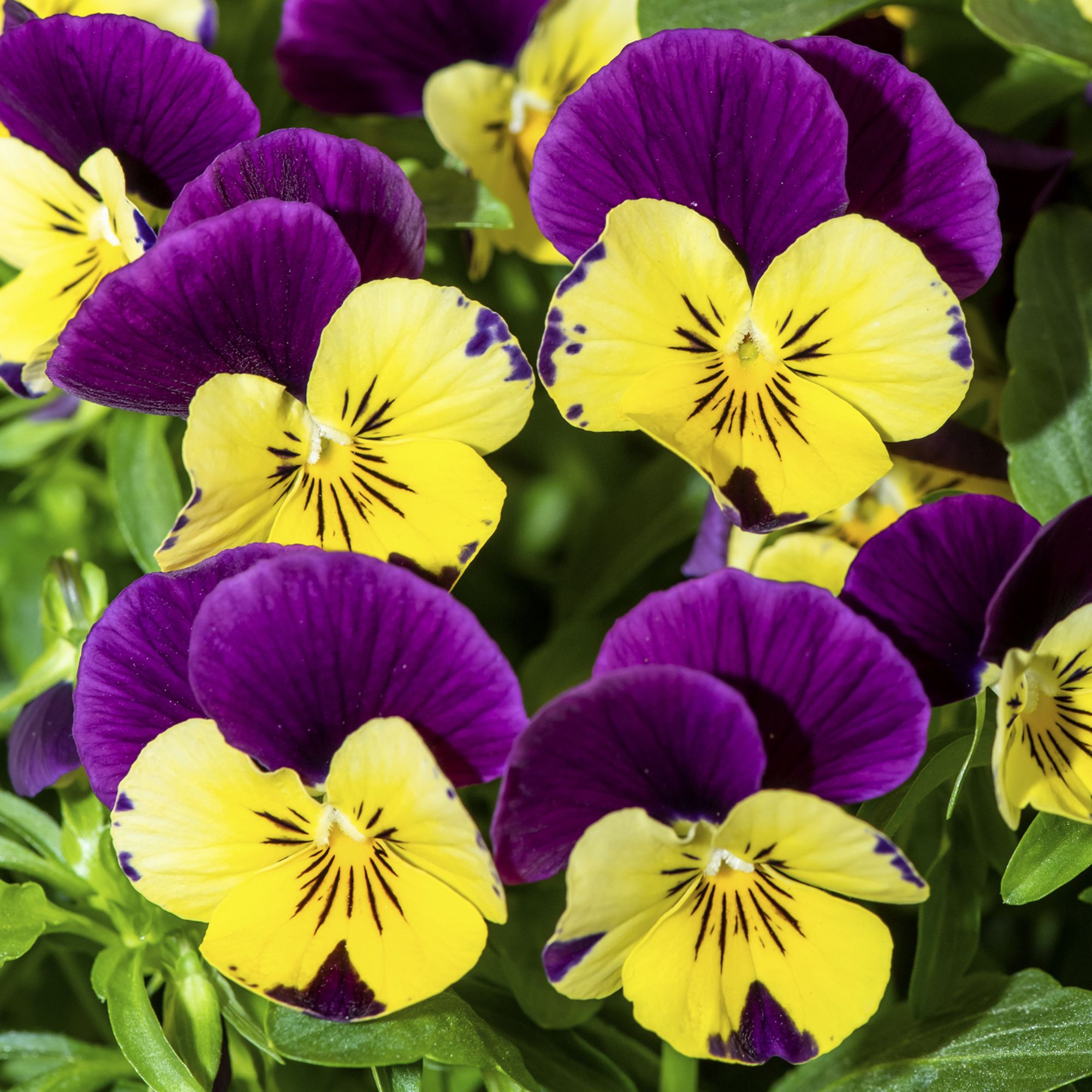 Viola Orange jump up Autumn Bedding plant 10.5cm, Pack of 6